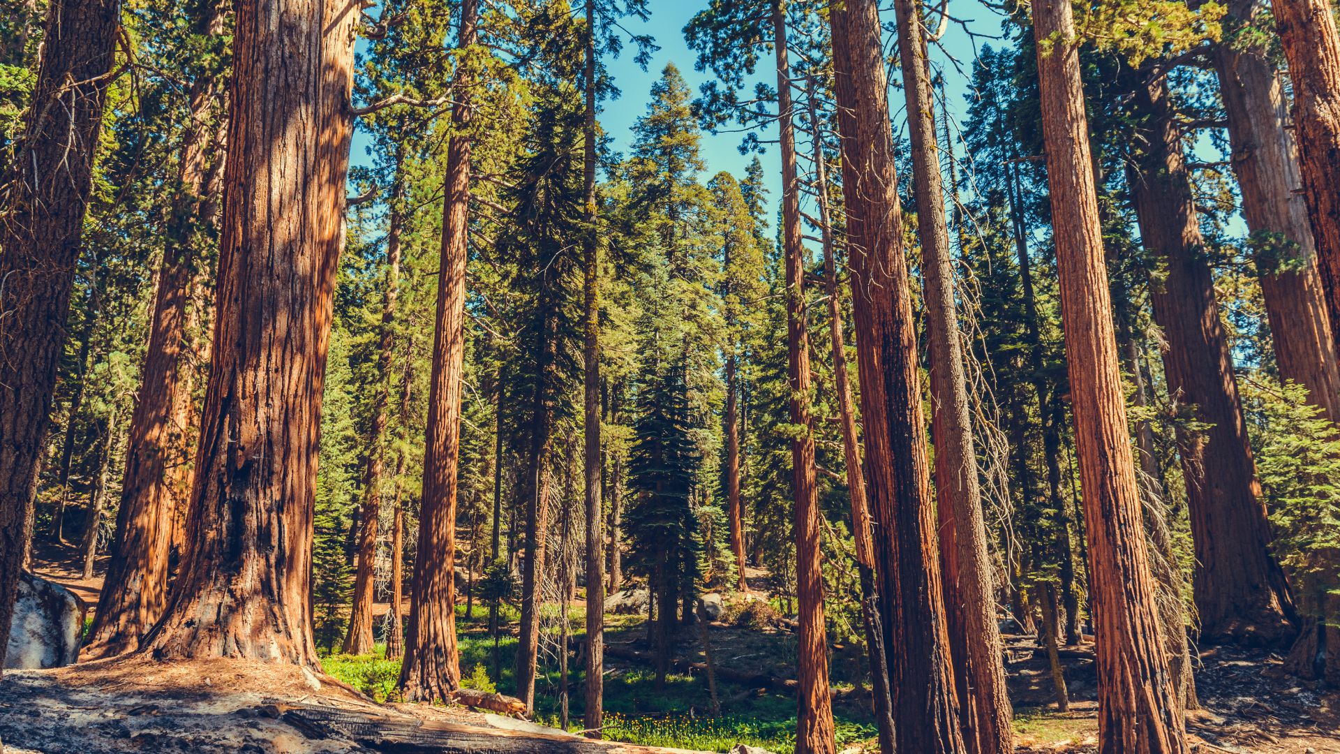 A low-angle shot looking up at a dense forest of towering, ancient giant sequoia trees with reddish-brown trunks and green foliage, under a clear blue sky.