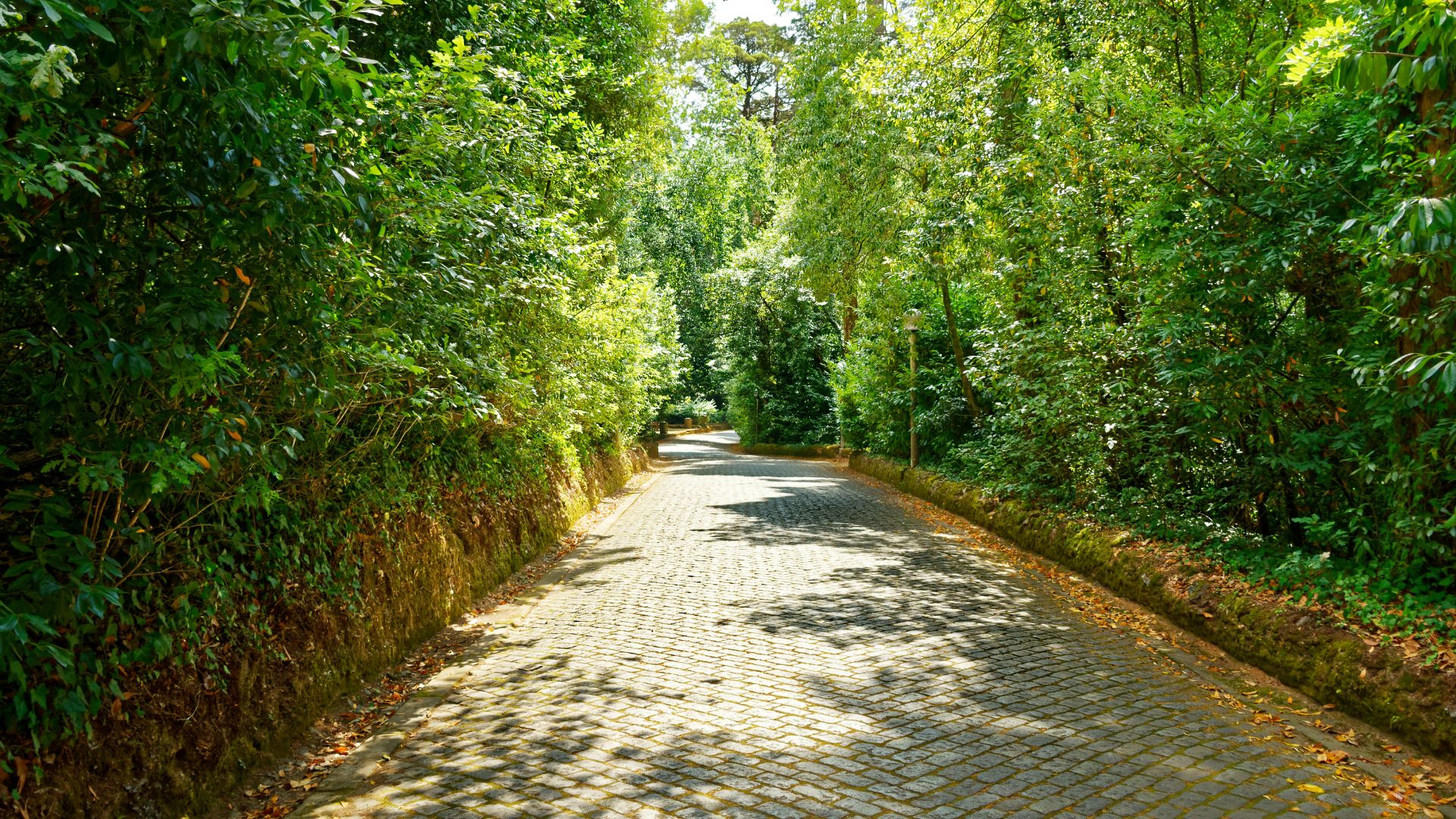 A stone-paved path shaded by tall, ancient trees and dense foliage in the historic Serra do Buçaco Forest, Central Portugal.