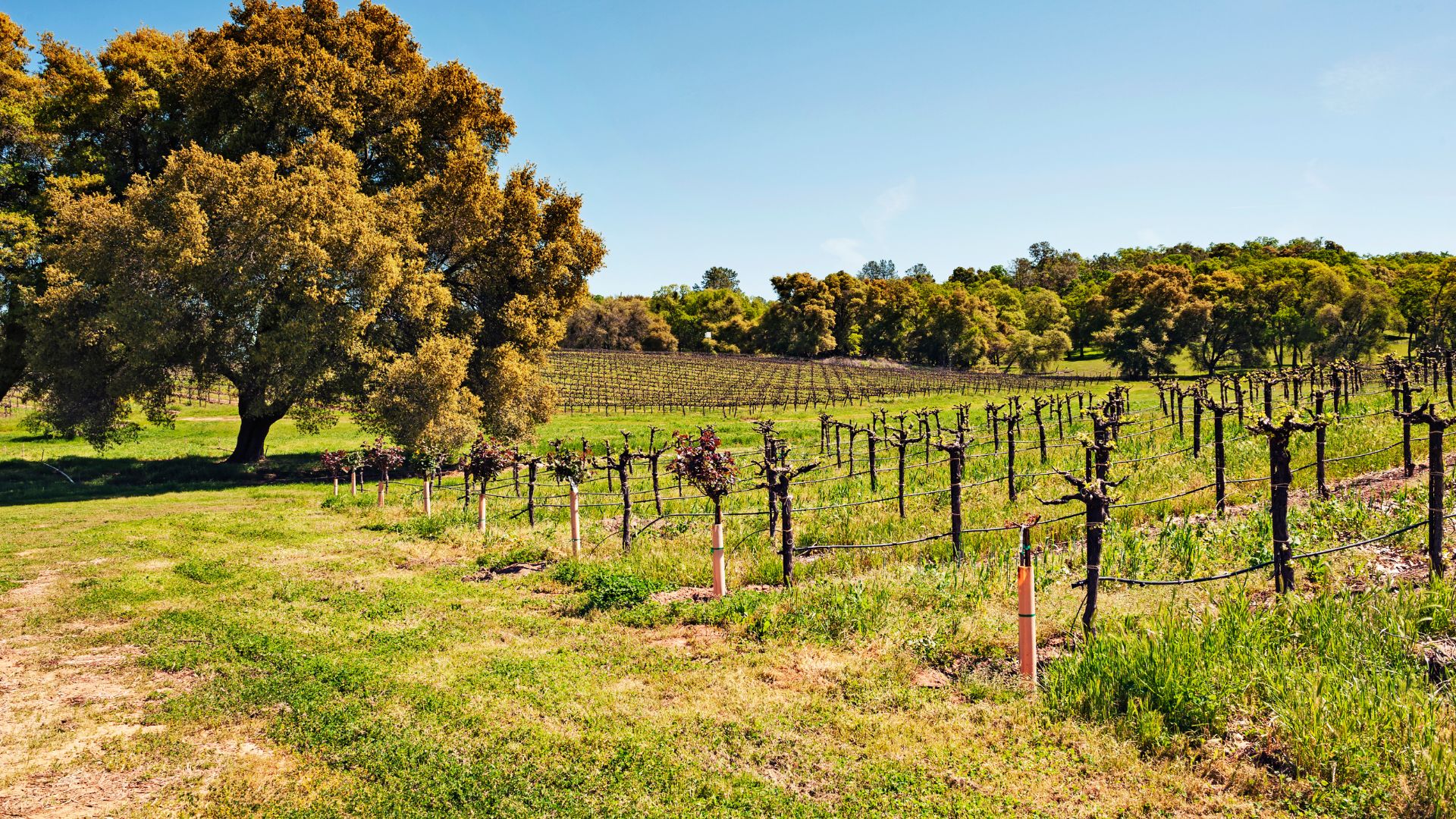 A wide-angle shot of a vineyard under a clear blue sky, with rows of dormant grapevines stretching into the distance. A large, mature tree with light brown foliage stands prominently on the left, and patches of green grass and weeds are visible between the rows of vines and in the foreground. In the background, more trees line the horizon under the bright sky.