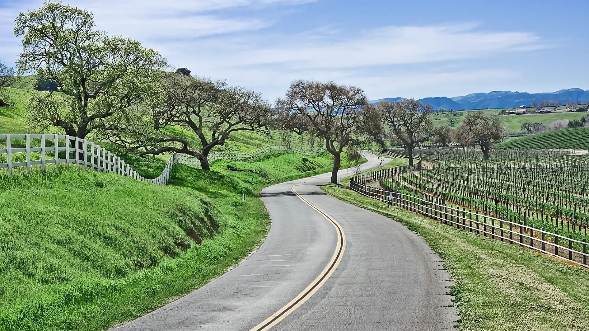 A scenic view of rolling vineyards and trees in a valley.
