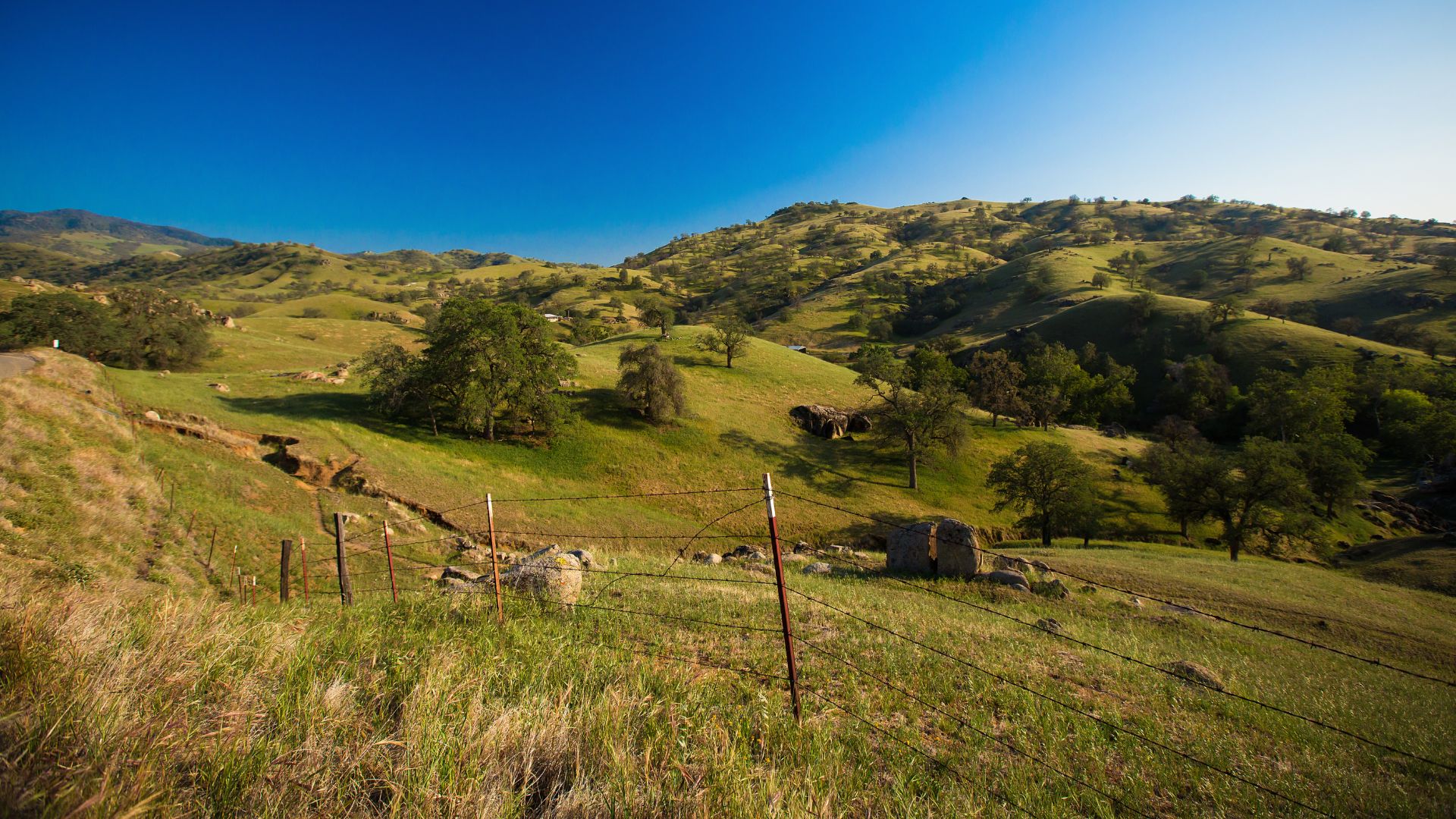 A panoramic view of rolling green hills in the Sierra Nevada Foothills under a clear blue sky, with scattered trees and a fence line in the foreground.