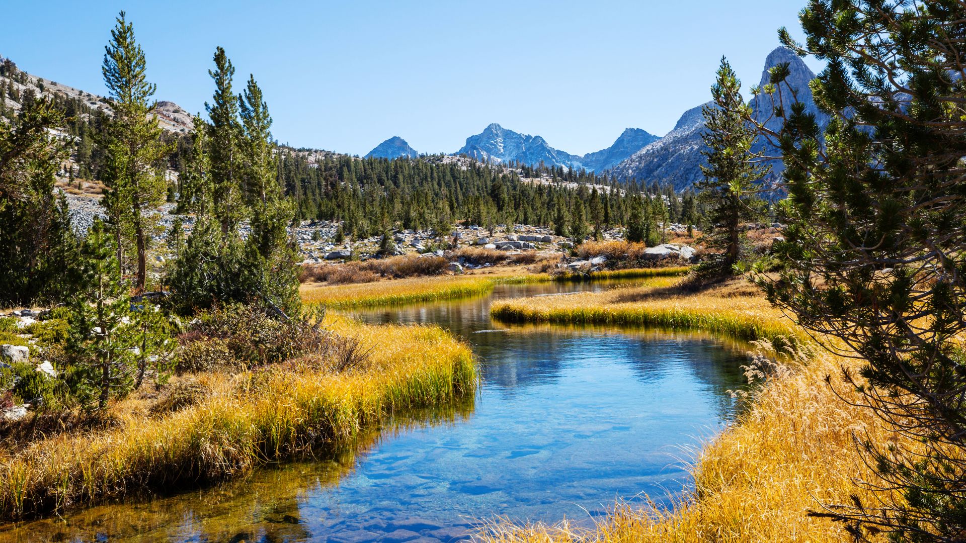 A clear, winding river with golden grasses on its banks flows through a valley surrounded by evergreen trees and rugged mountains under a bright blue sky. The water reflects the sky and the surrounding landscape, with distant peaks visible in the background.