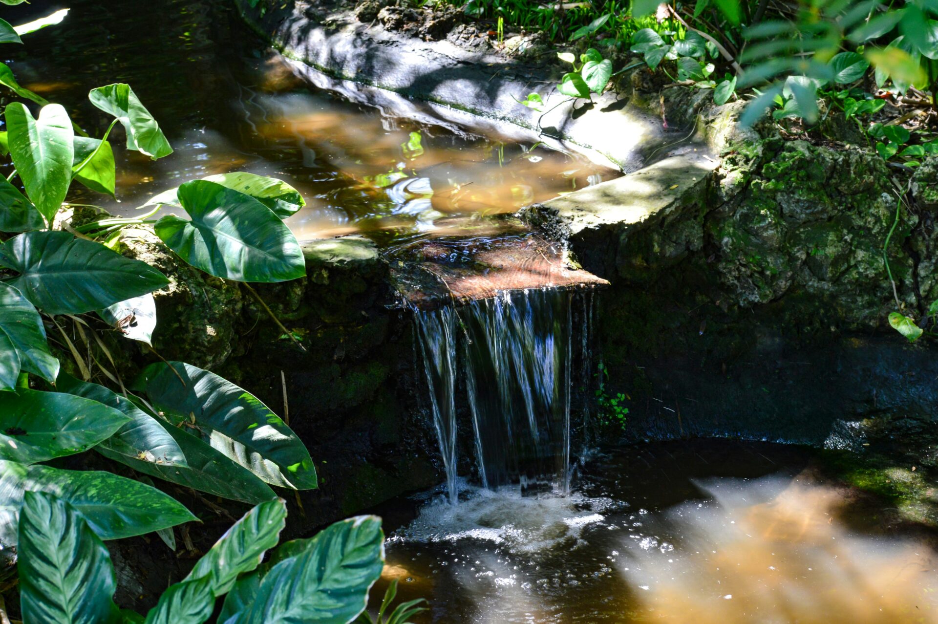 View of the tranquil water feature in the Sunken Gardens in St. Petersburg, Florida