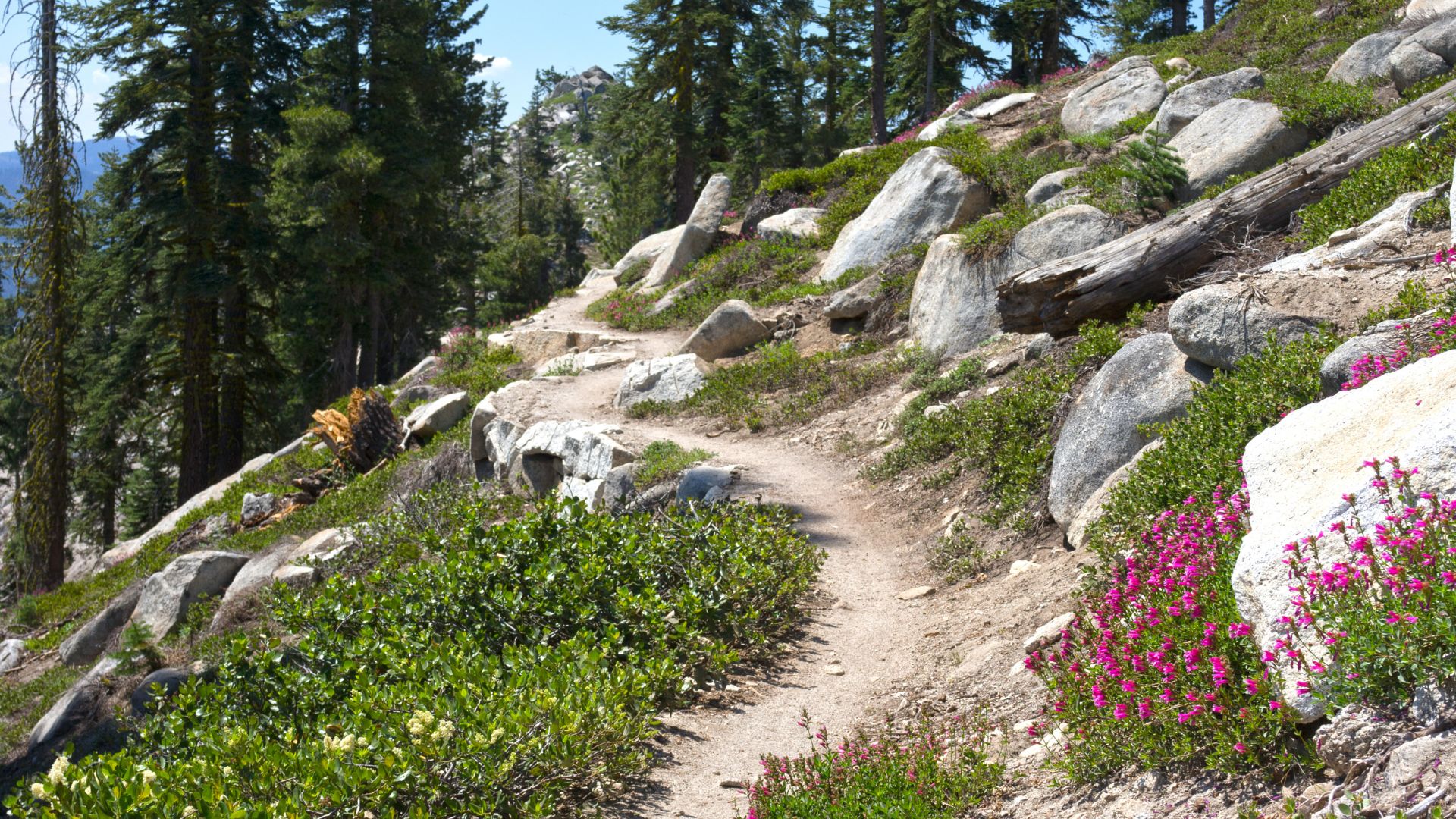 Tahoe Rim Trail in Lake Tahoe, California