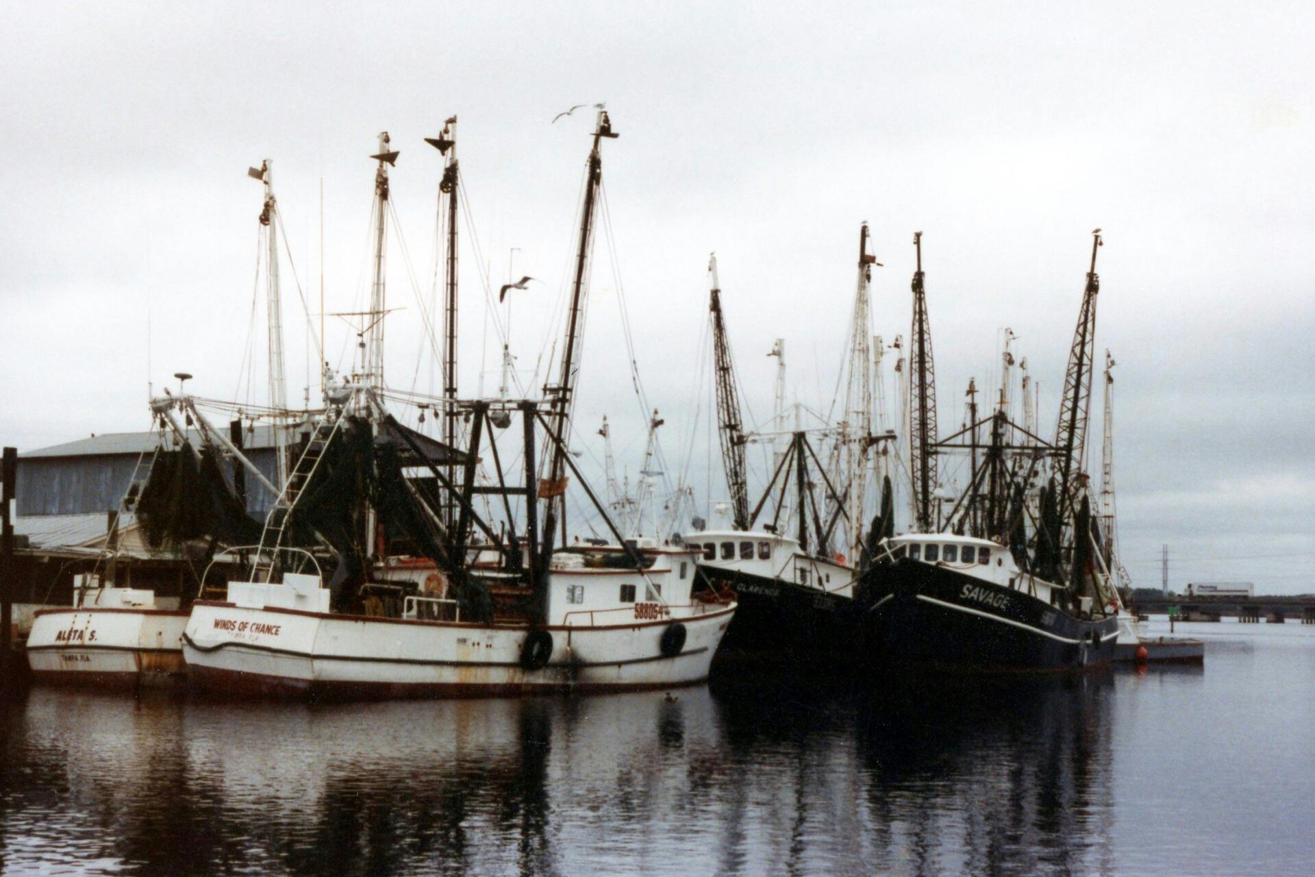 Several White Boats Near Dock in Tampa