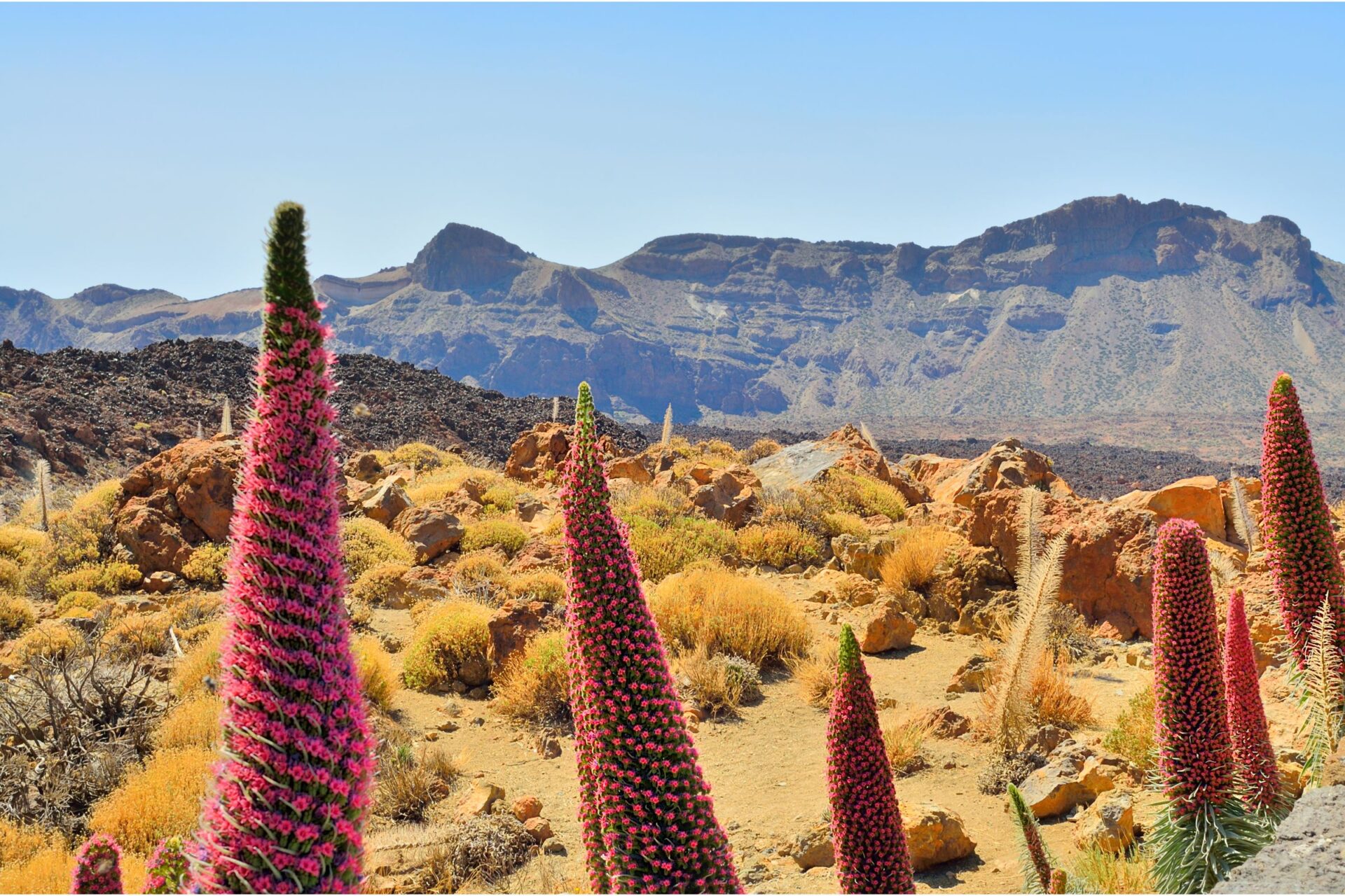 Teide flower