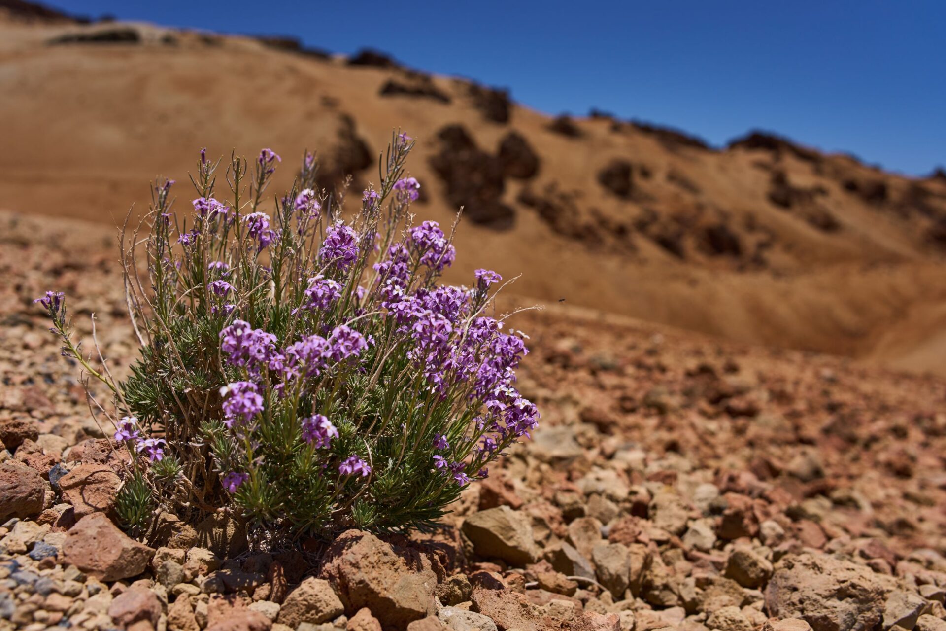 Teide violet