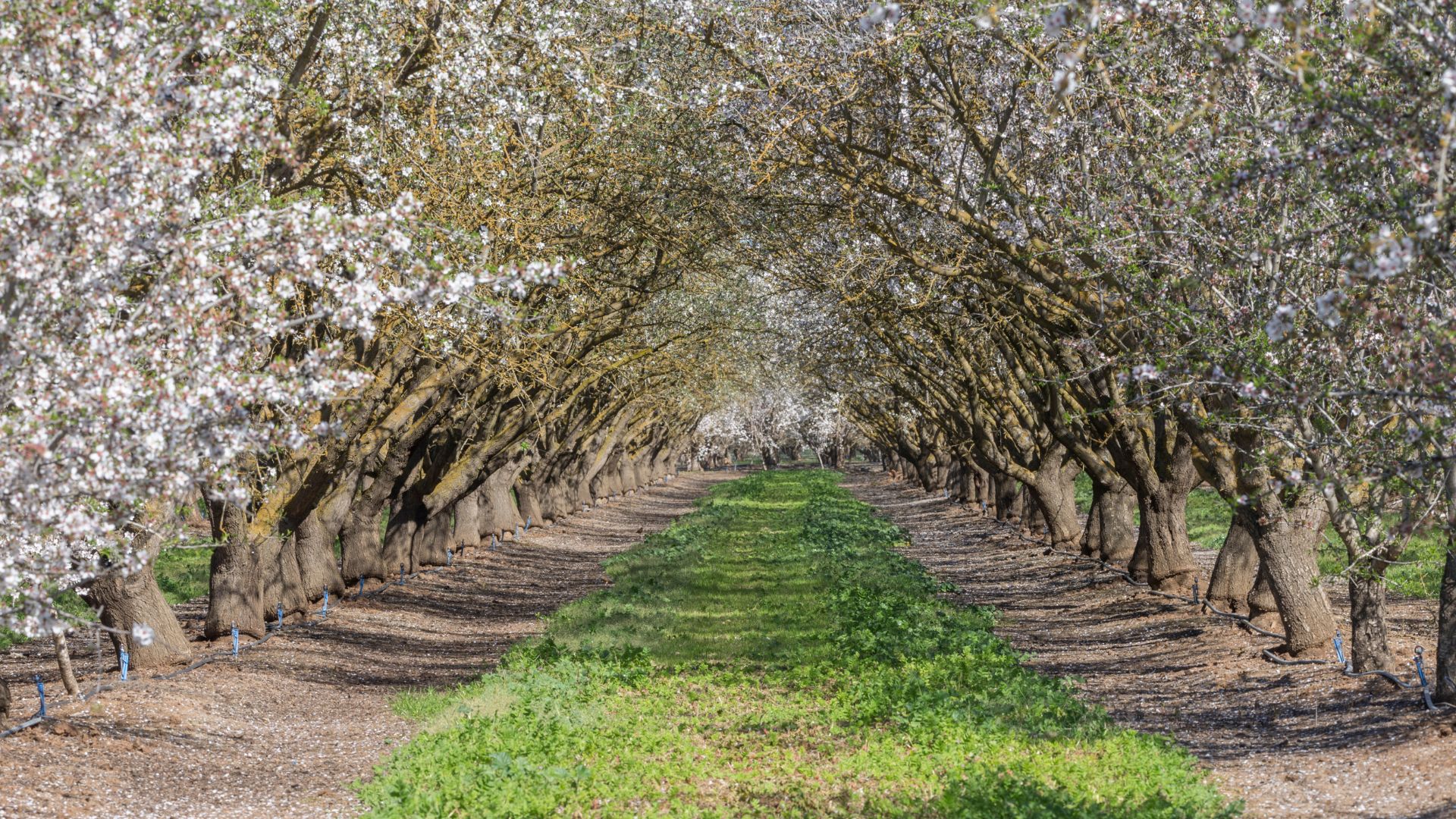 A long, straight path through a vibrant almond orchard in full bloom, with rows of trees adorned with white blossoms stretching into the distance under a bright sky, and a strip of green grass down the center of the path.