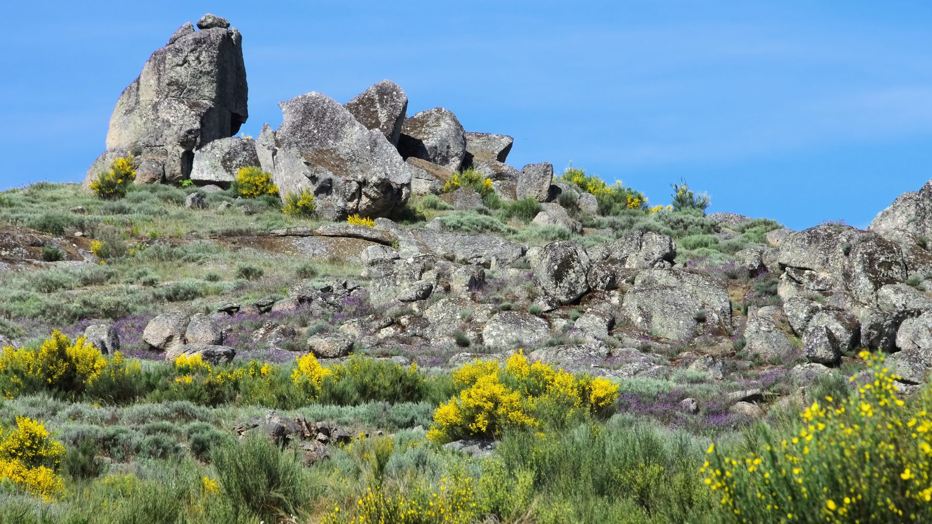 A rocky, mountainous landscape with large granite boulders and patches of yellow flowering broom plants under a clear blue sky, likely in the Serra da Estrela Natural Park, Portugal.