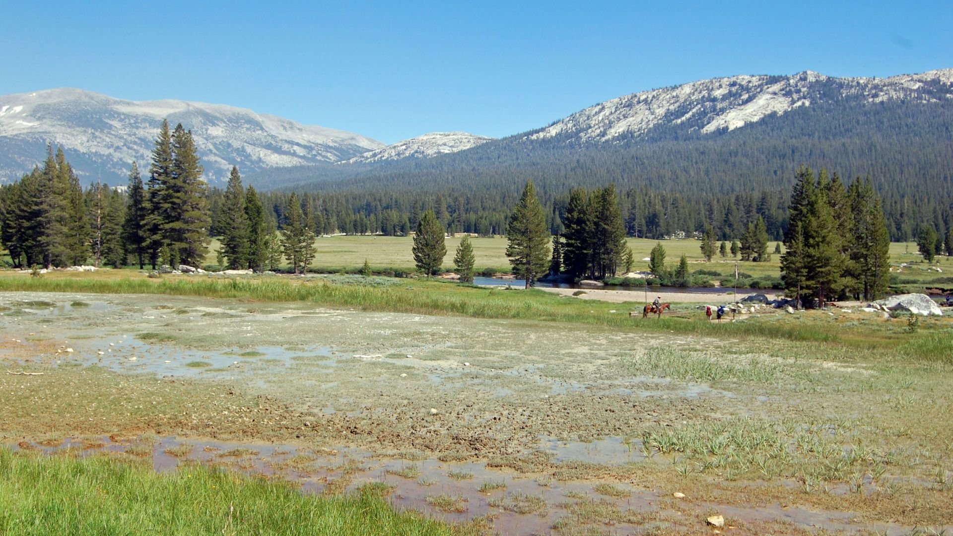 A wide shot of Tuolumne Meadows in Yosemite National Park, featuring a marshy foreground, green fields leading to a forest of pine trees, and snow-capped mountains under a clear blue sky.