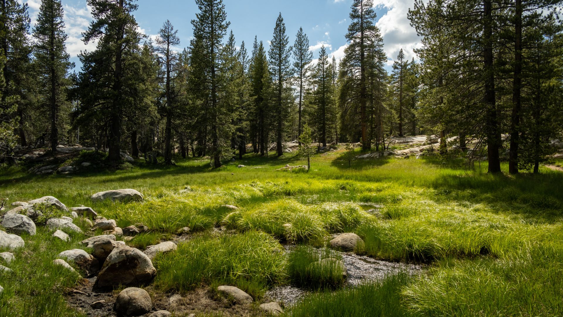 A lush green meadow with a winding stream, surrounded by tall pine trees under a bright blue sky with scattered clouds. Large rocks are visible in the foreground along the stream's edge.