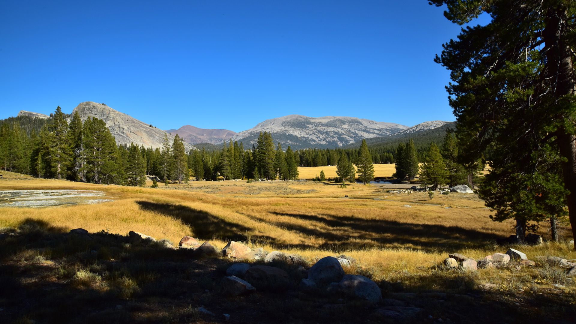 A wide shot of Tuolumne Meadows in Yosemite National Park, featuring a golden-hued meadow in the foreground with scattered trees and distant granite mountains under a clear blue sky.