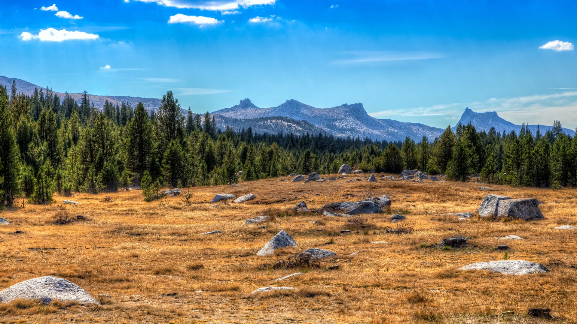 A wide shot of Tuolumne Meadows in Yosemite National Park, featuring a vast, golden-brown meadow dotted with large granite boulders in the foreground. In the midground, a dense forest of tall evergreen trees stretches across the landscape, leading to a backdrop of majestic, rugged granite peaks under a clear blue sky with scattered white clouds.