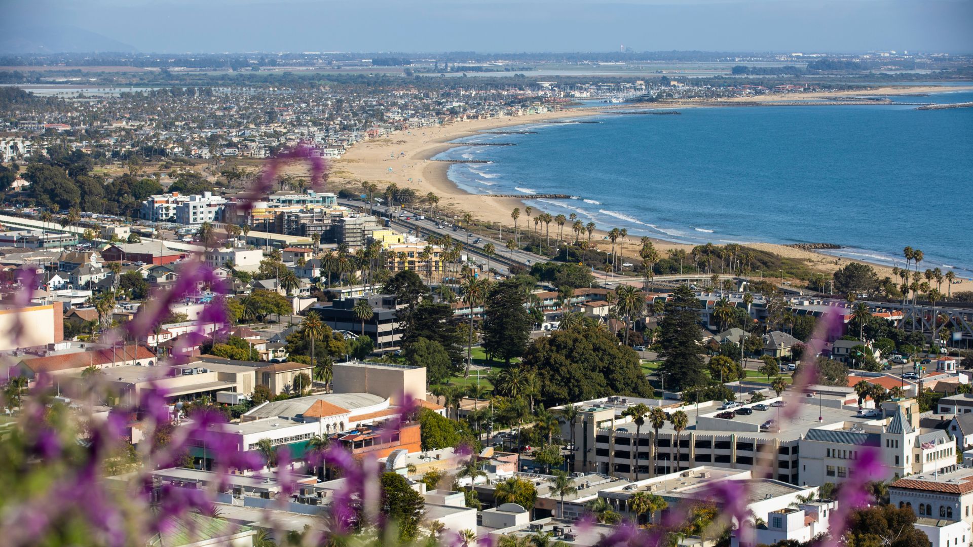 A high-angle view of the coastal city of Ventura, California, featuring a wide sandy beach bordering the Pacific Ocean, a bustling urban area with buildings and roads, and lush purple flowers in the foreground.