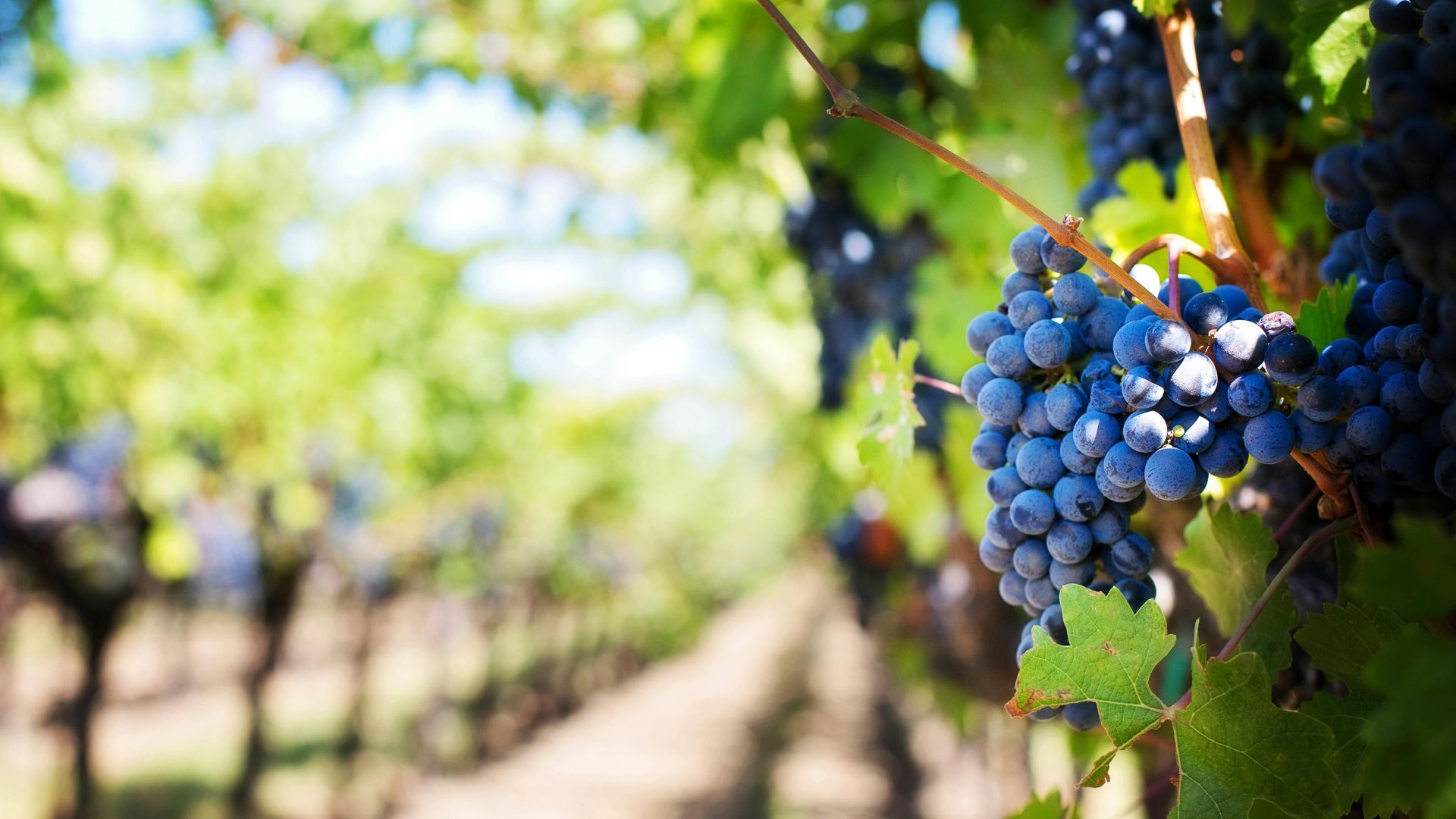 Vineyard