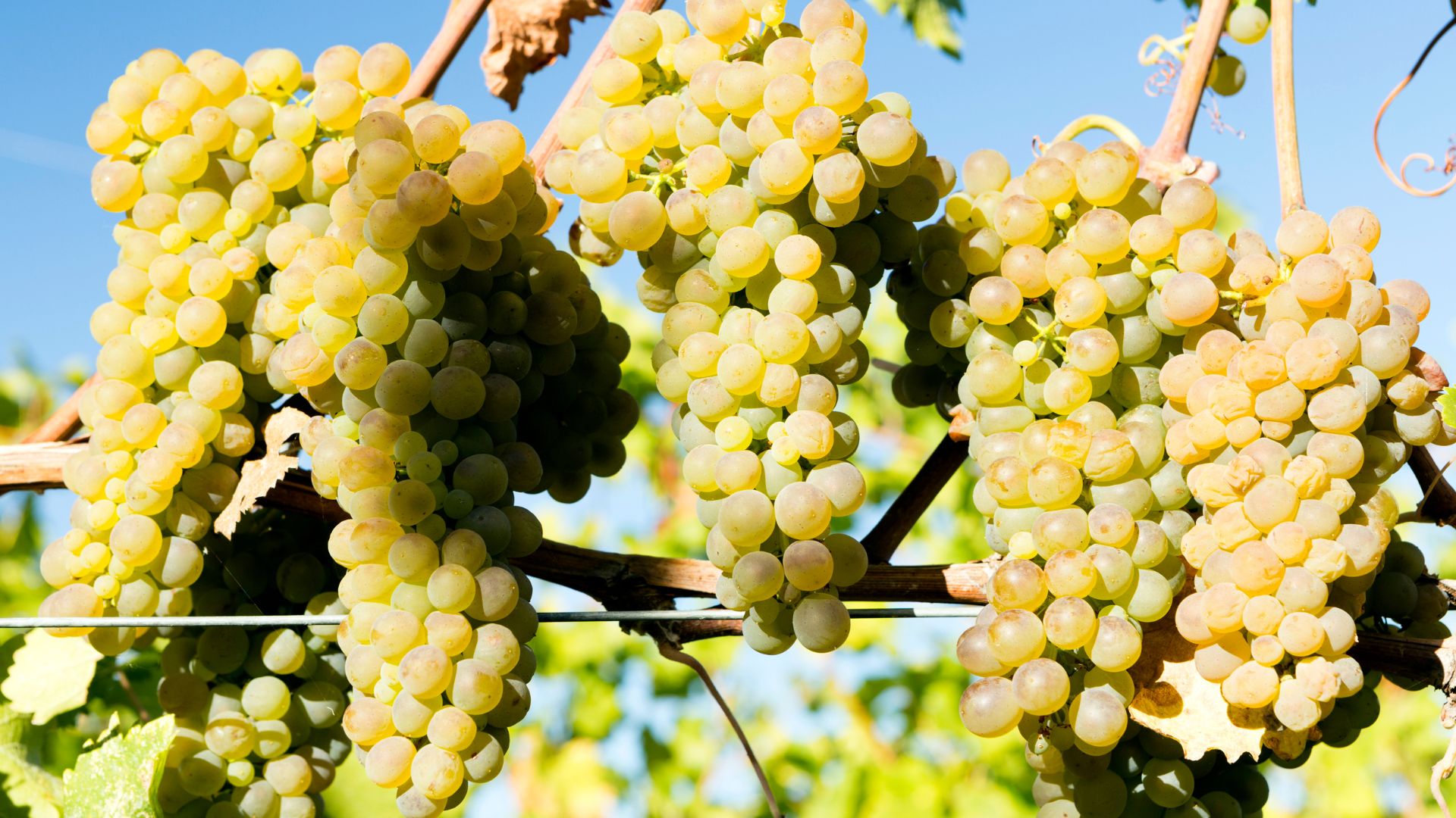 A close-up shot of several bunches of ripe, light green to golden-yellow grapes hanging on a vine, with blurred green leaves and a clear blue sky in the background.