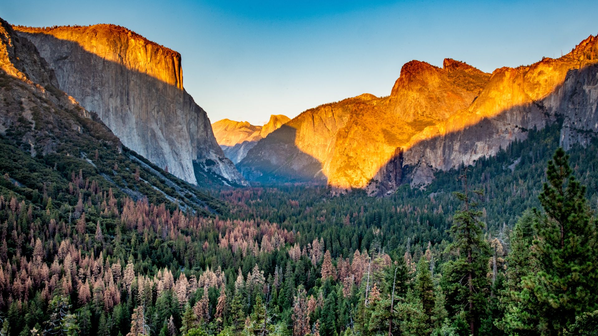 A panoramic view of Yosemite Valley at sunset, with golden light illuminating the granite cliffs of El Capitan and Half Dome, casting long shadows across the valley floor, which is densely covered with evergreen trees and some areas of lighter, possibly deciduous, trees.