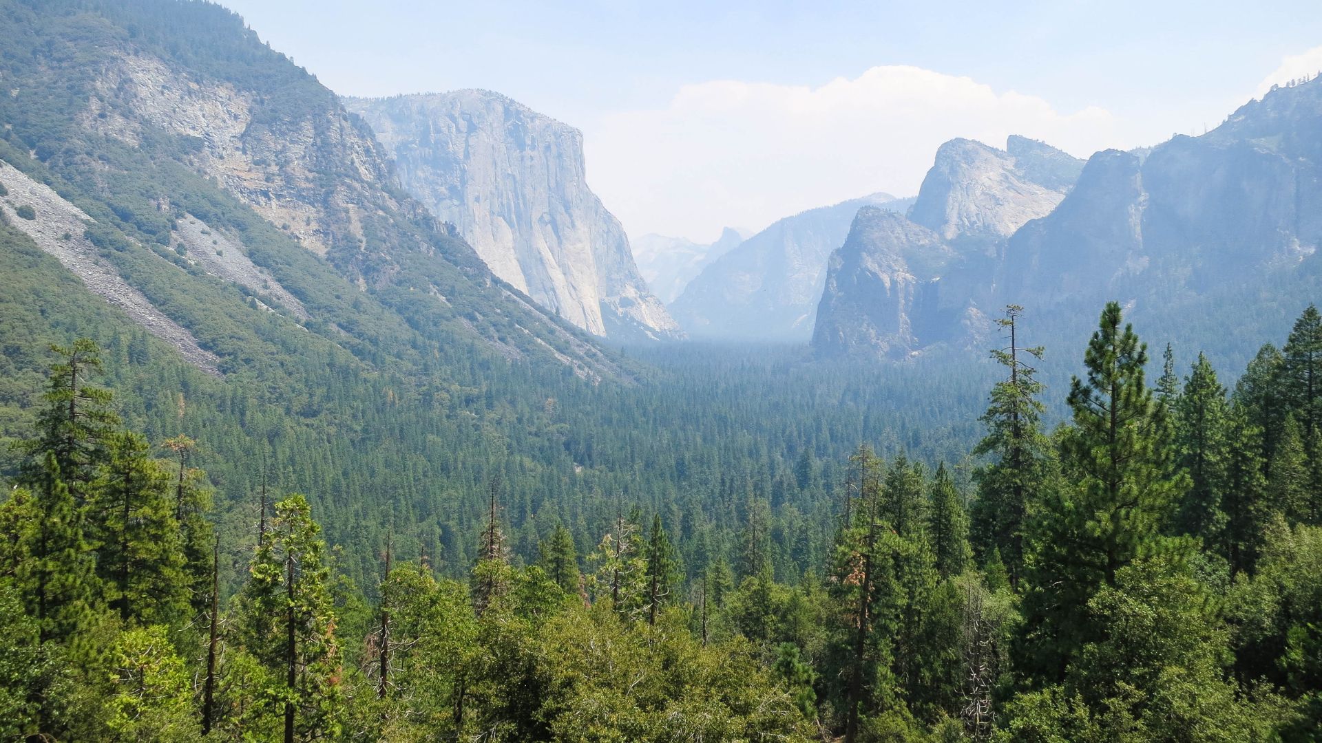 A wide-angle view of Yosemite Valley, featuring prominent granite cliffs like El Capitan and Half Dome in the distance, rising above a dense forest of evergreen trees filling the valley floor under a clear sky.