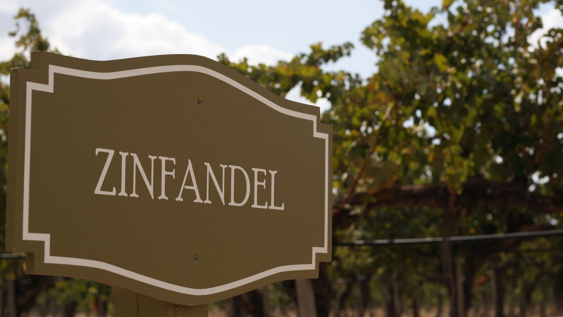 A close-up shot of a brown wooden sign with a white border, displaying the word "ZINFANDEL" in white capital letters, set against a blurred background of green grapevines under a bright sky.