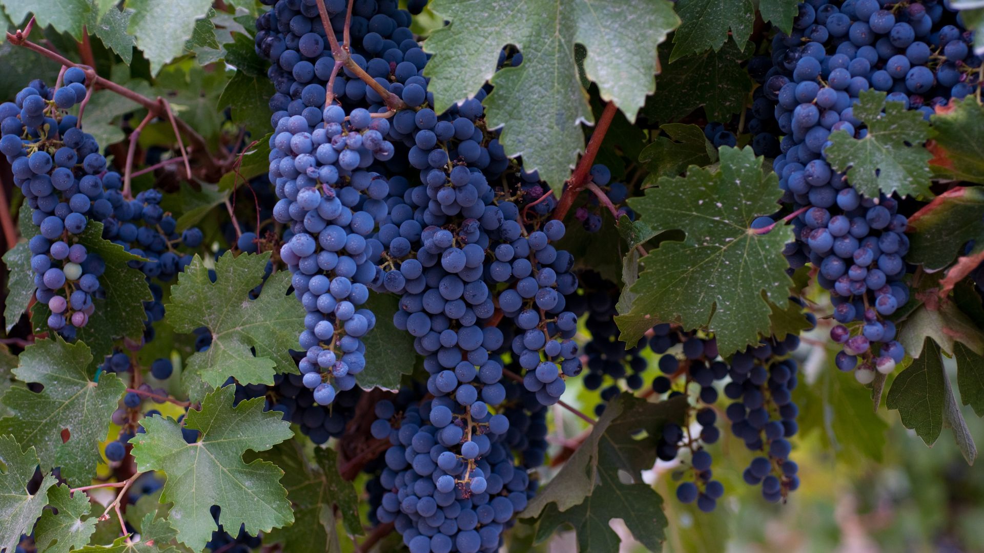 A close-up shot of dark purple grapes hanging in dense clusters on a vine, surrounded by vibrant green leaves in a vineyard setting.