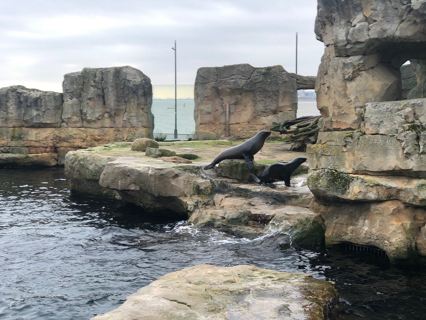 A close-up of the playful sea lions at Zoo am Meer Bremerhaven