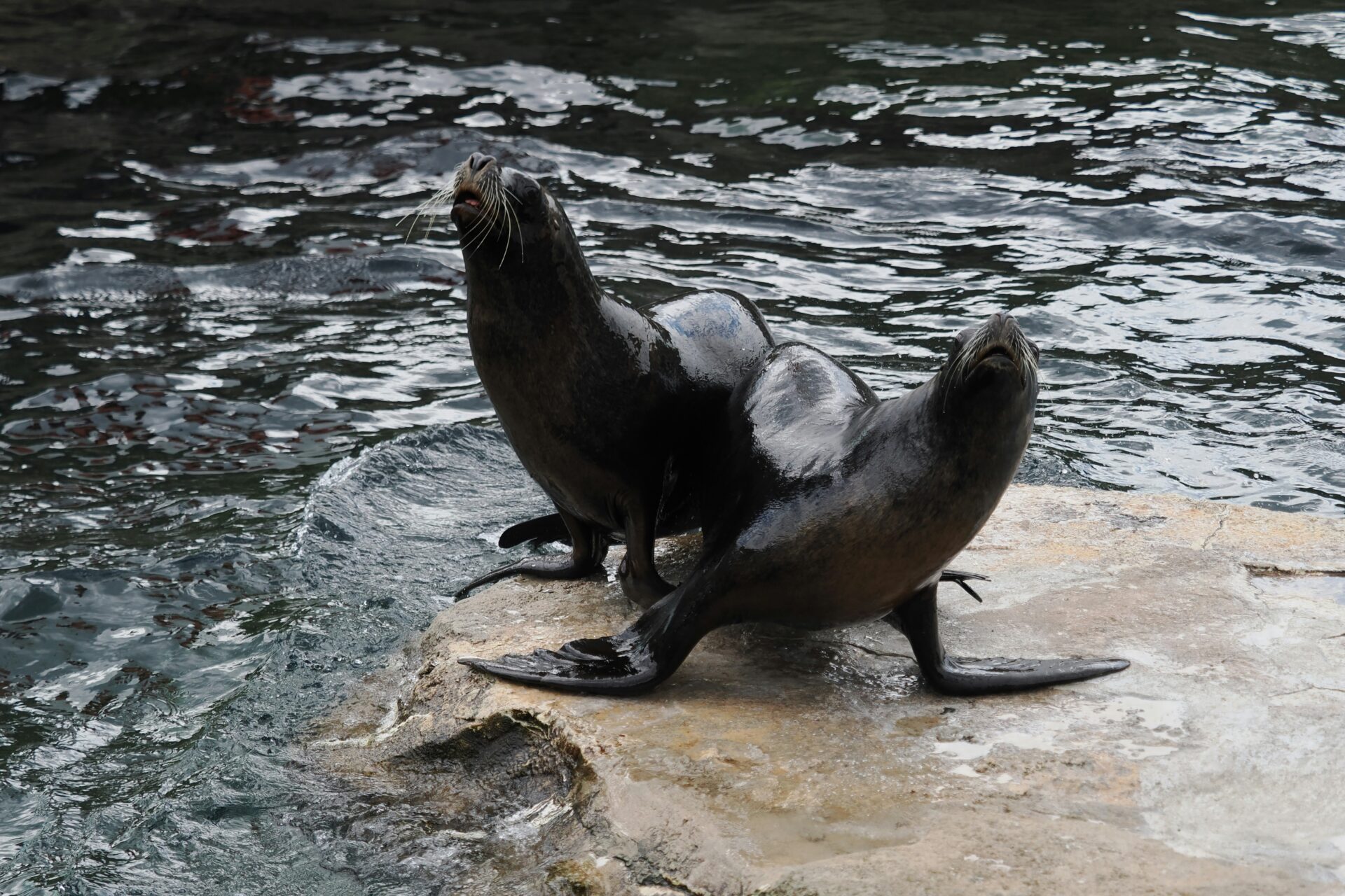 A peaceful scene at Zoo am Meer Bremerhaven