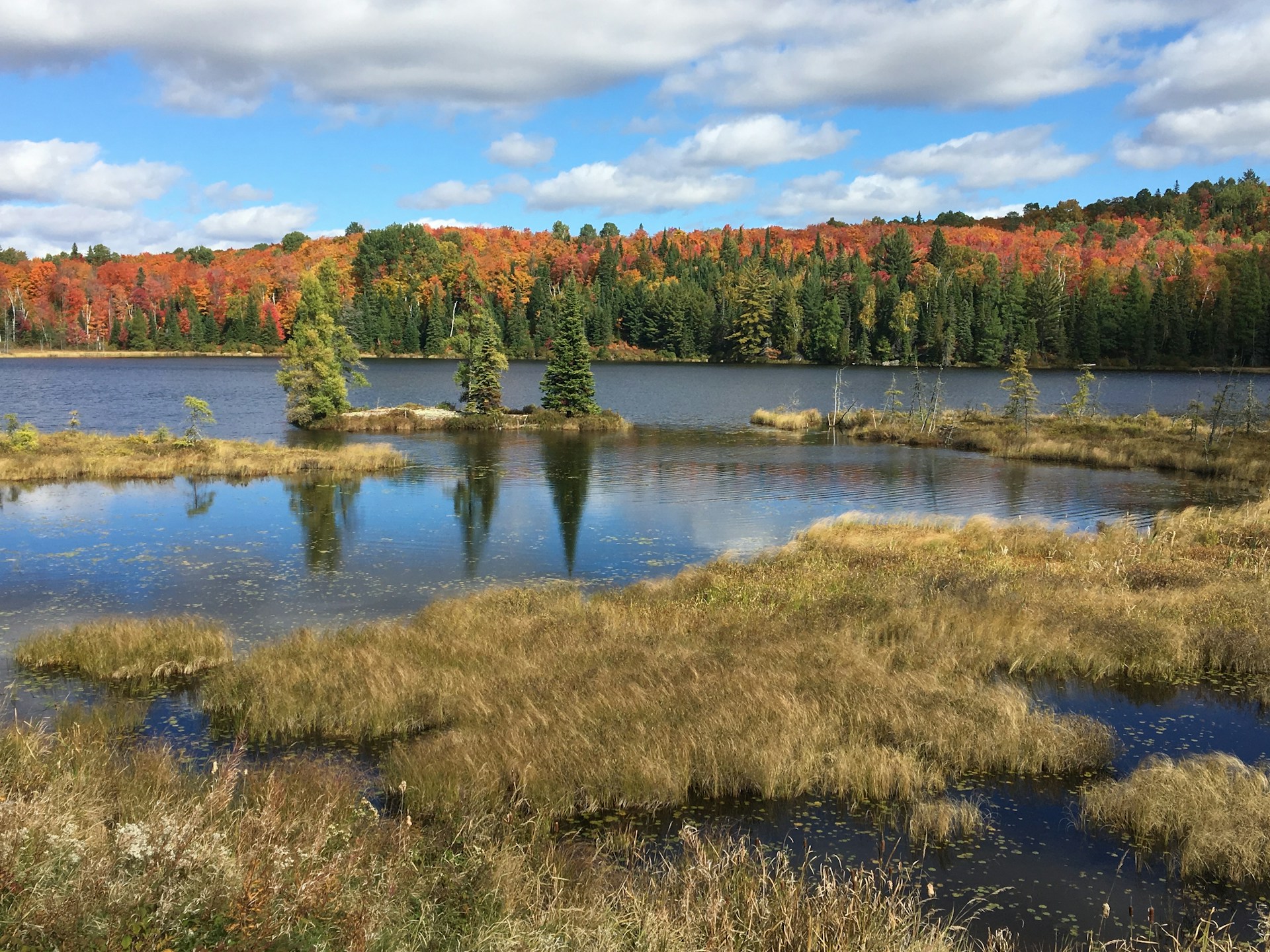 A tranquil wetland in Algonquin Park
