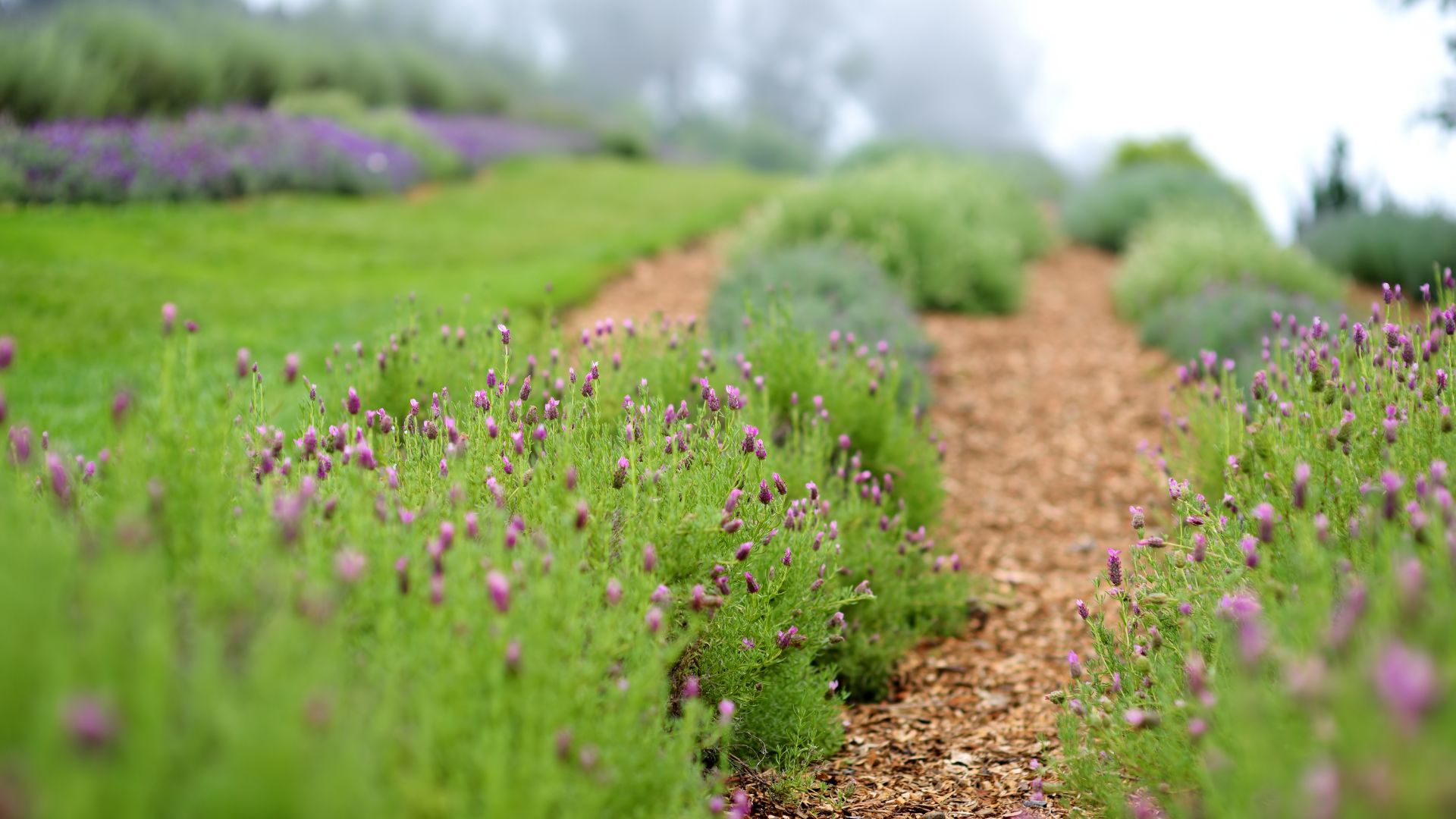 A vibrant green field of lavender plants with small purple blooms lines a reddish-brown path, leading uphill towards a misty, green landscape, suggesting a serene lavender farm.