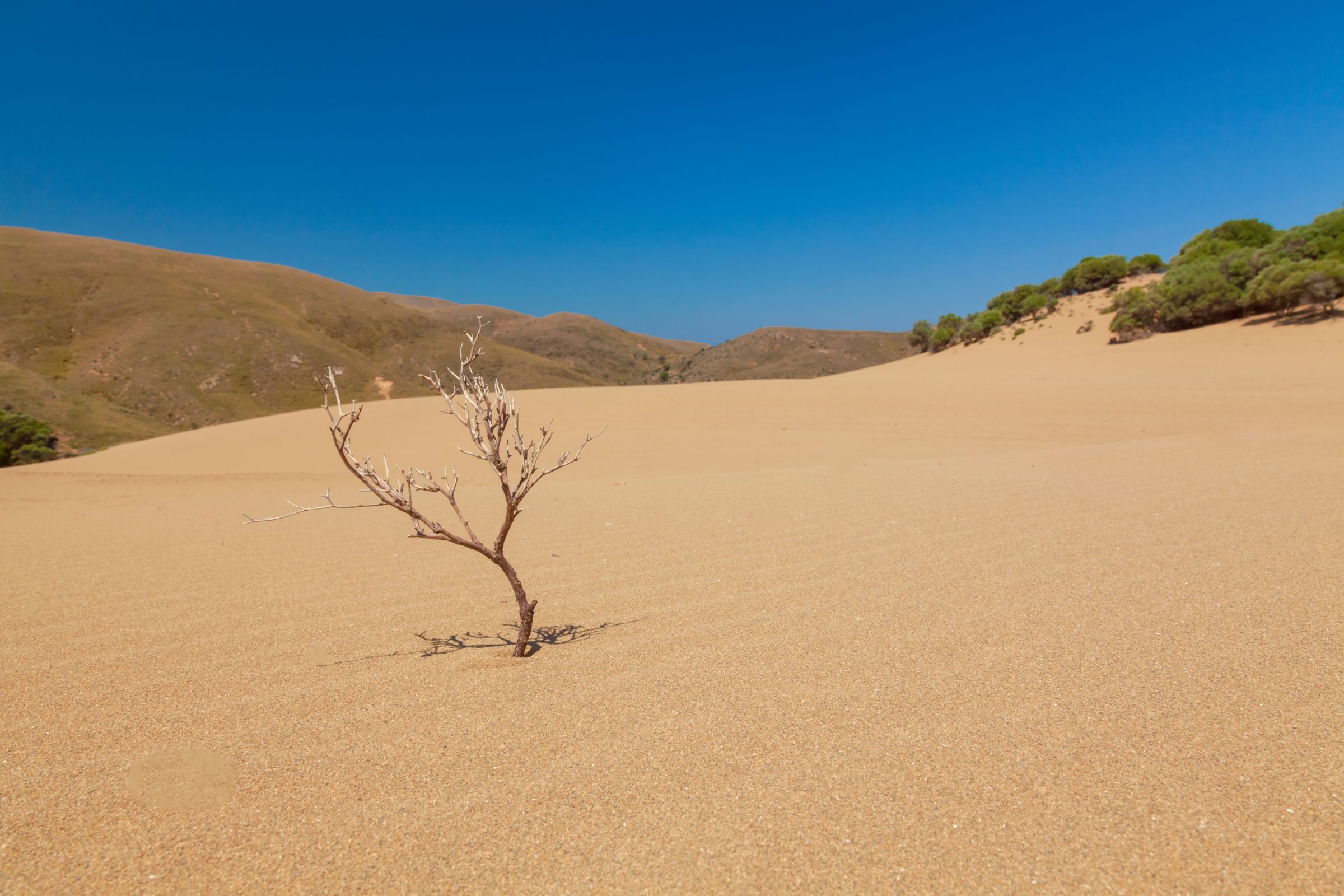 Ammothines sand dunes