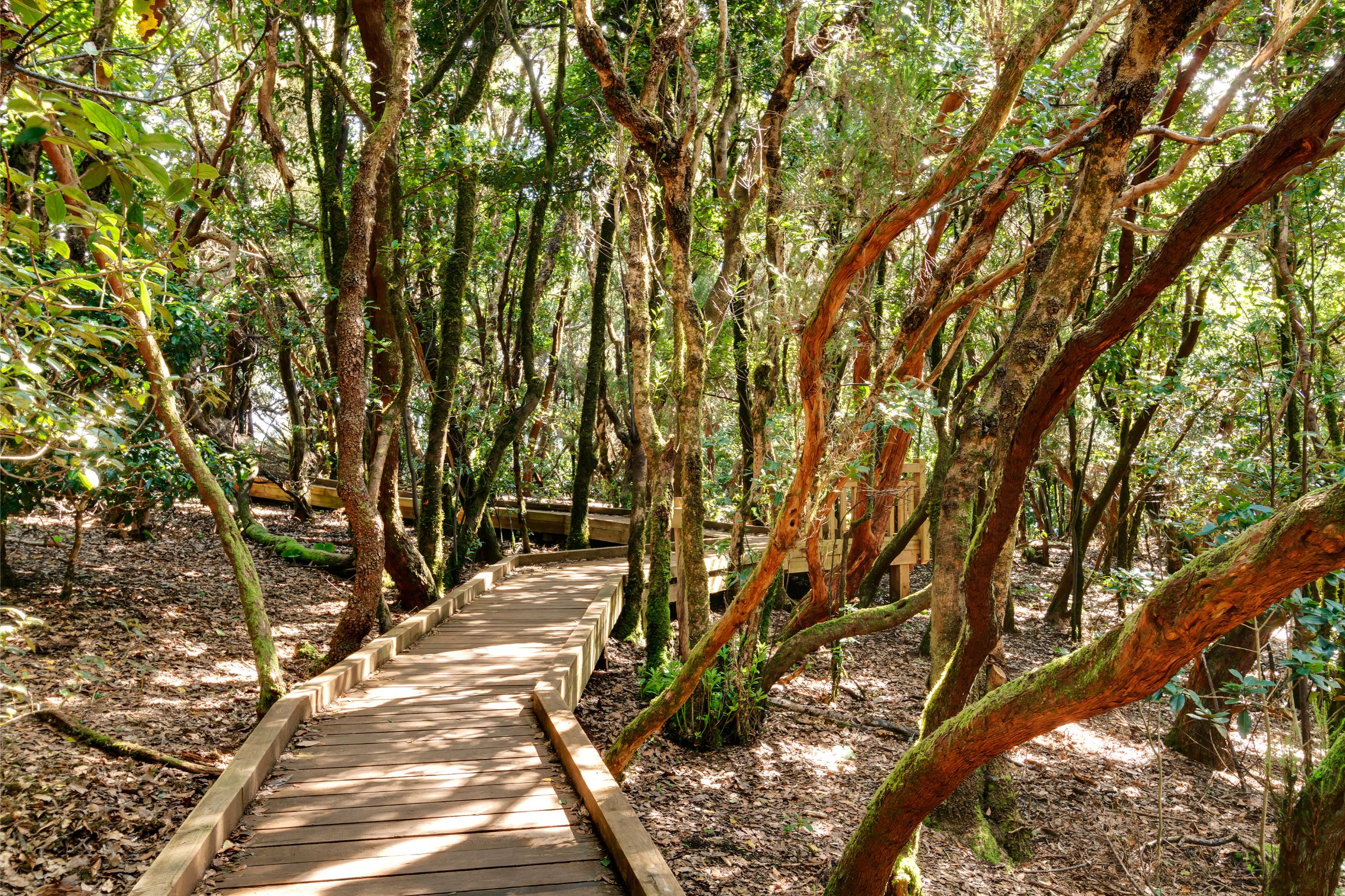 Anaga Rural Park       