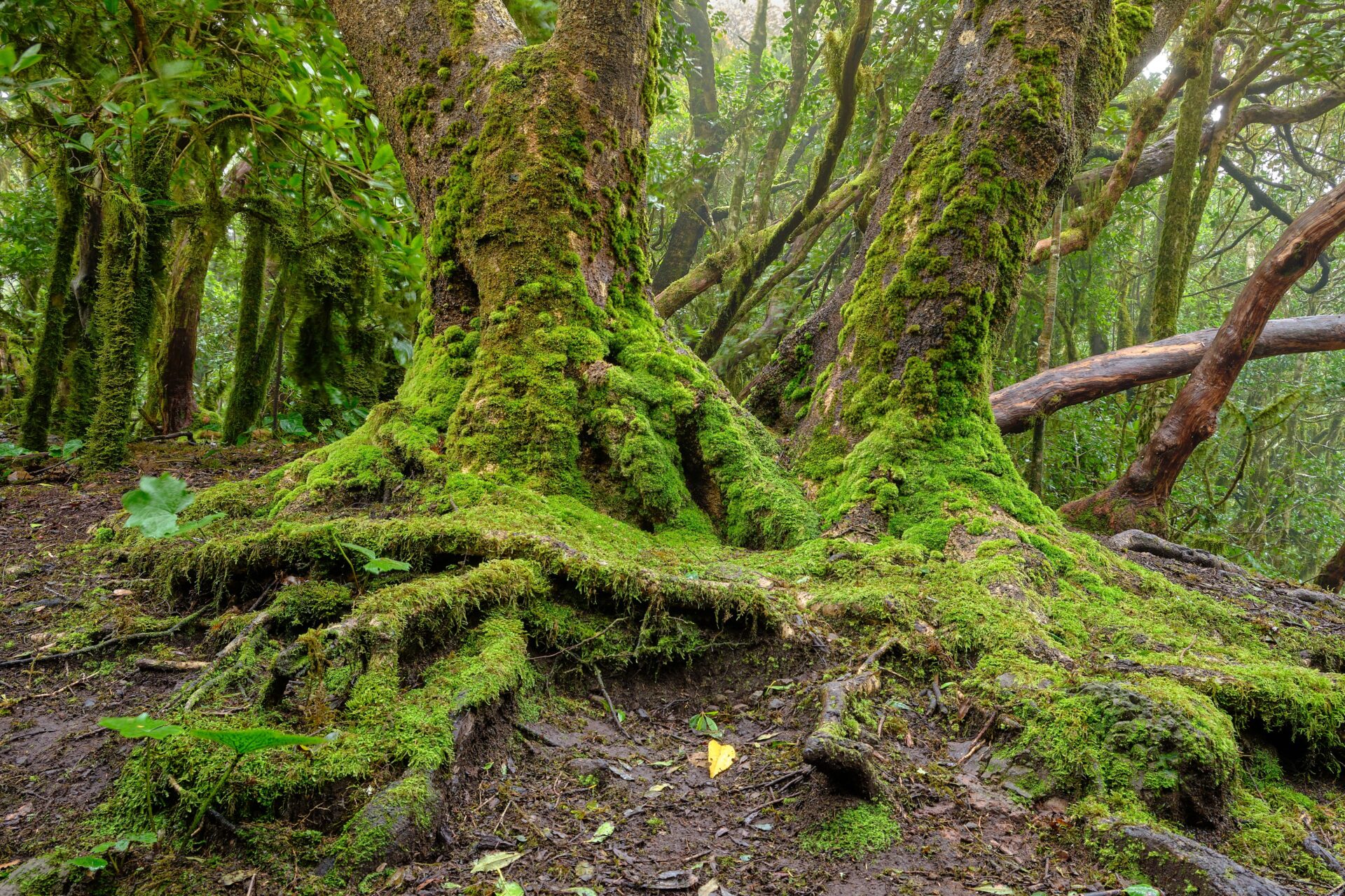 Anaga's Enchanted Forest