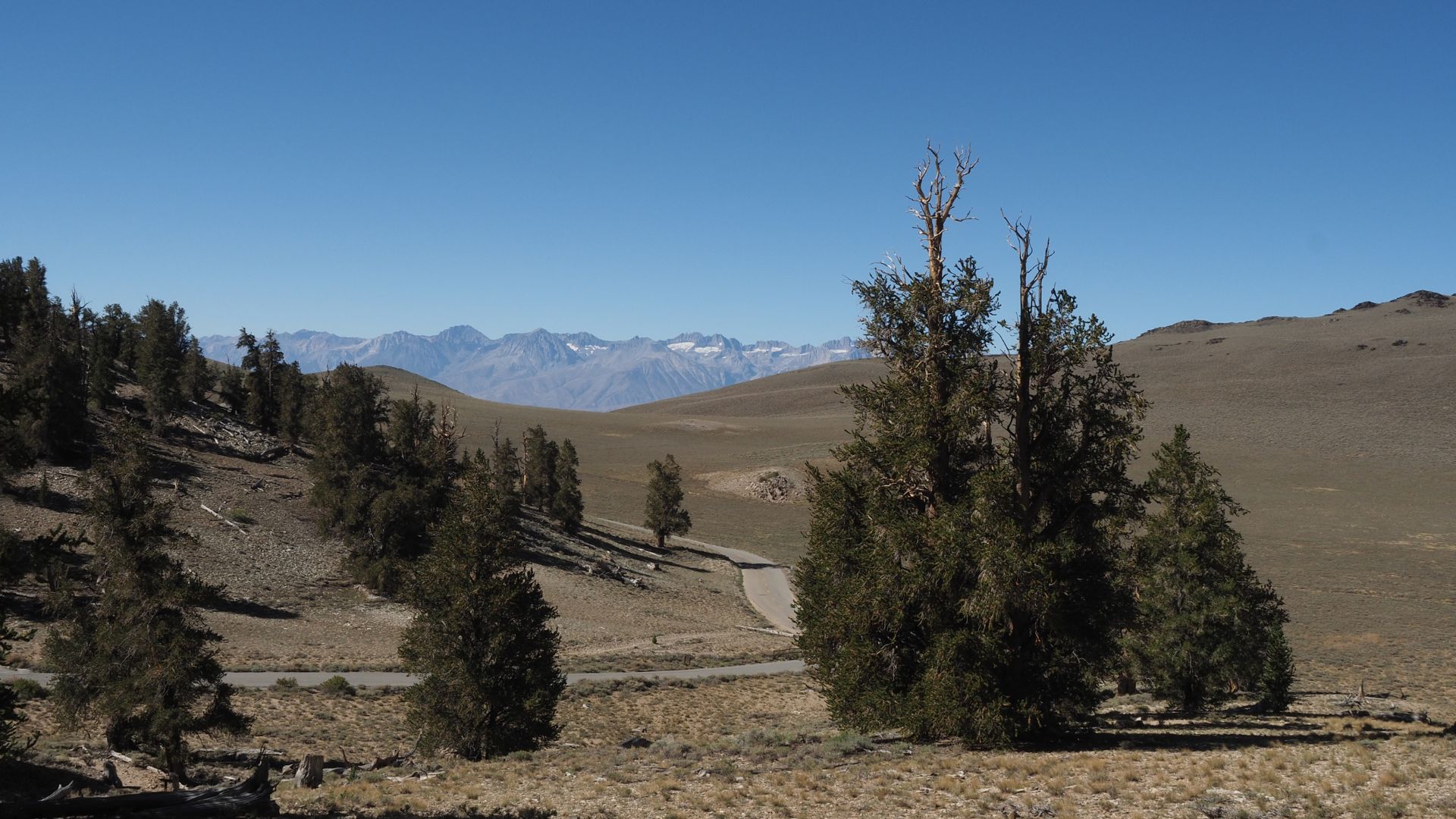 A panoramic view of the Ancient Bristlecone Pine Forest in the White Mountains of California, showing sparse, ancient bristlecone pines on a dry, rolling landscape under a clear blue sky, with distant snow-capped mountains on the horizon.