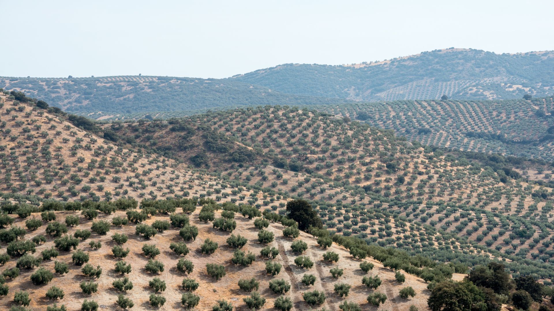 A wide shot of rolling hills covered in meticulously planted rows of olive trees under a clear sky, characteristic of an olive grove landscape in Spain.