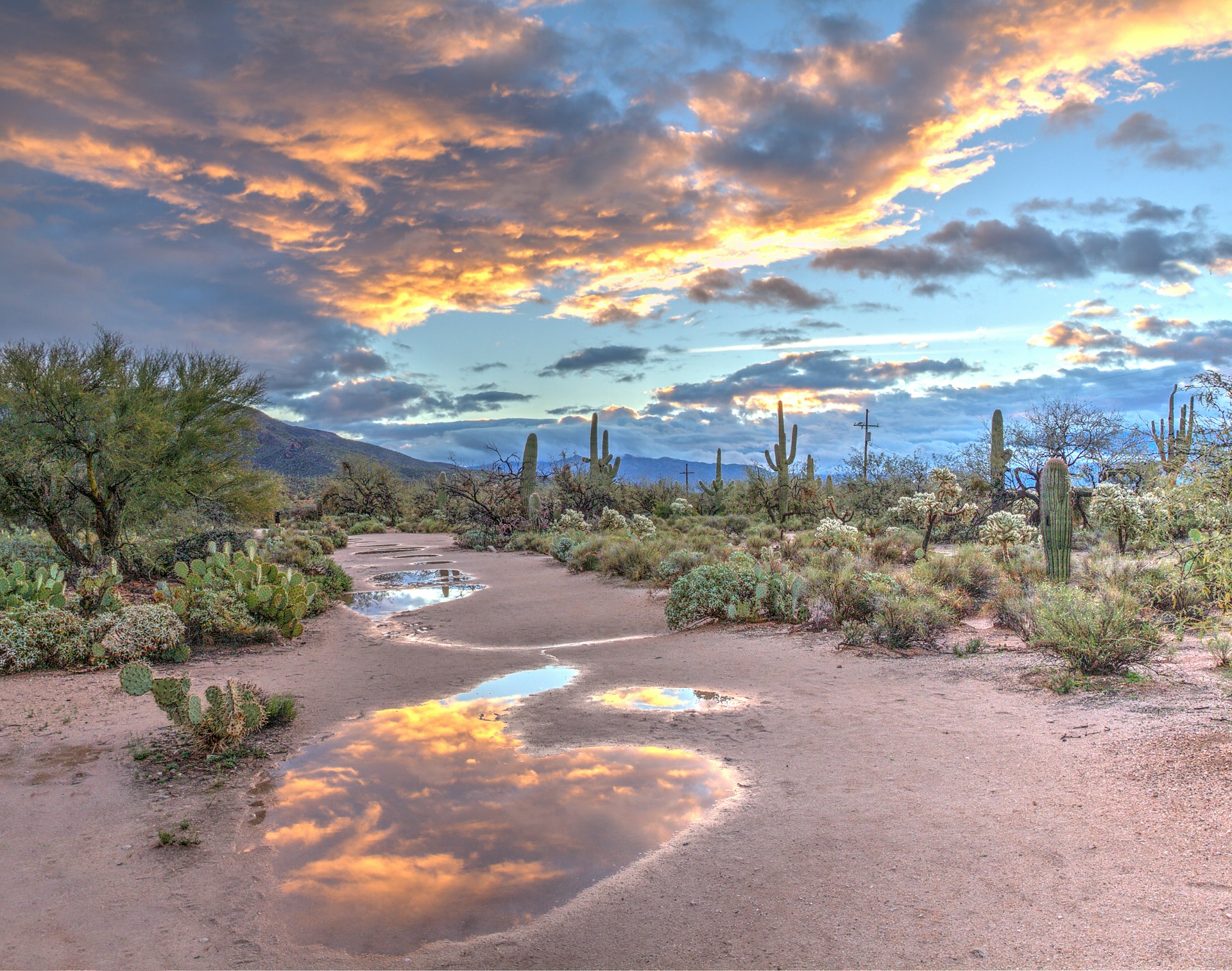 Tall saguaro cactus standing in the Arizona desert with sandy terrain