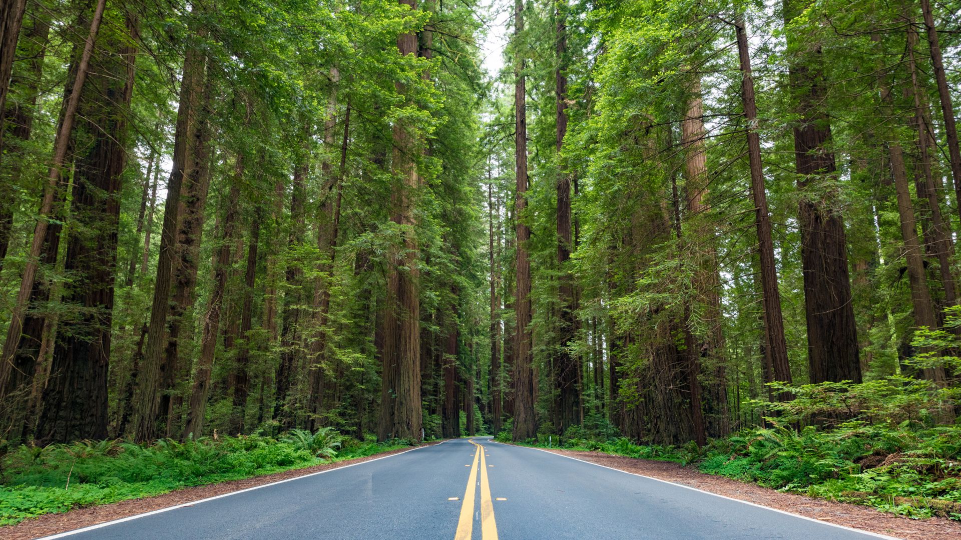 A paved road with a double yellow line down the center stretches through a majestic, dense forest of towering redwood trees, with green undergrowth lining the sides of the road.