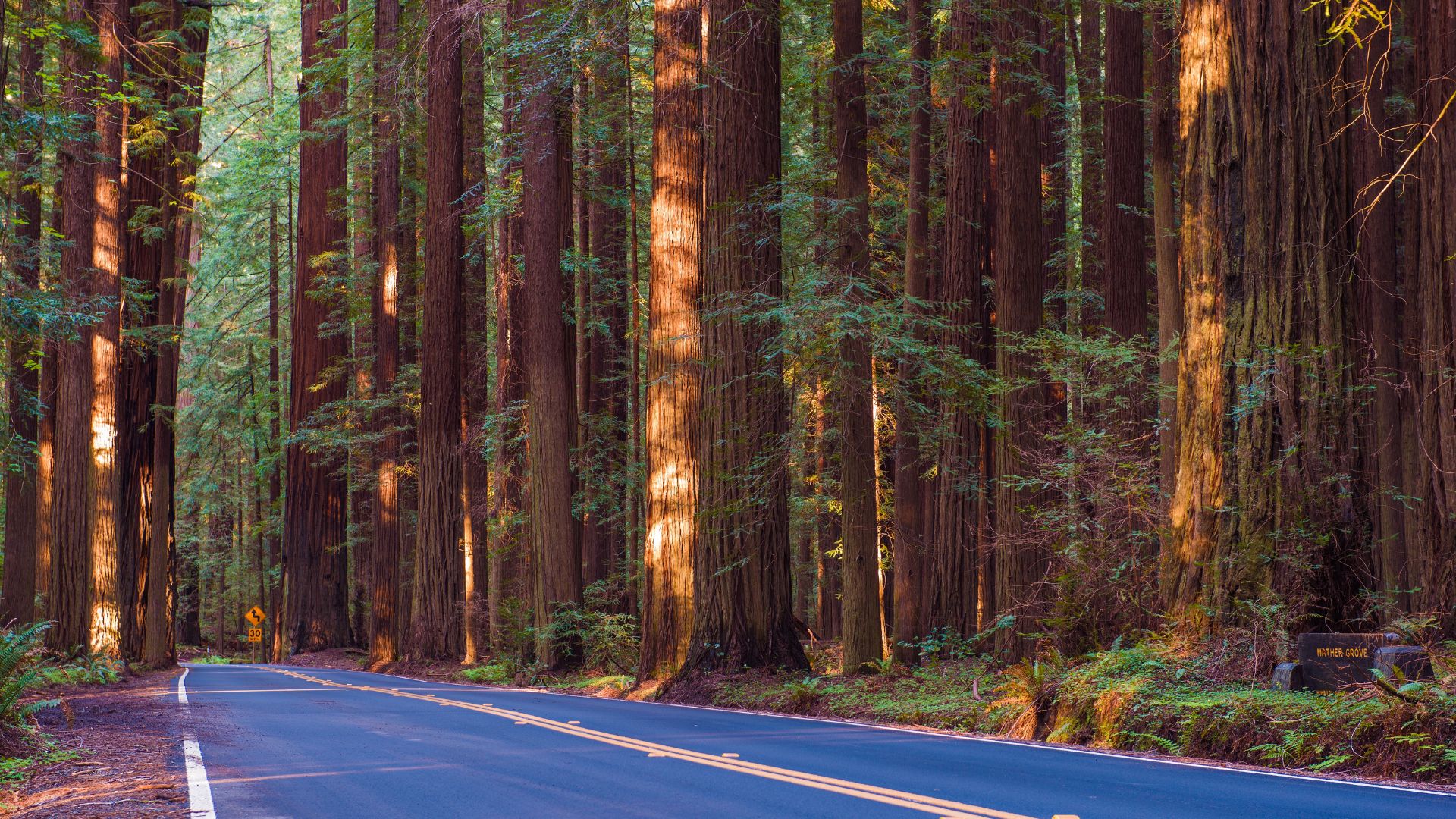A paved road, the Avenue of the Giants, winds through a dense forest of towering redwood trees, with sunlight filtering through the canopy and illuminating the majestic trunks.