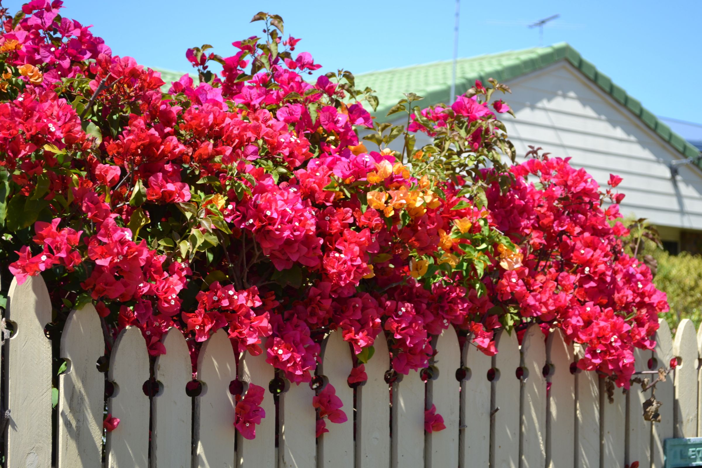 Bougainvillea drapes 