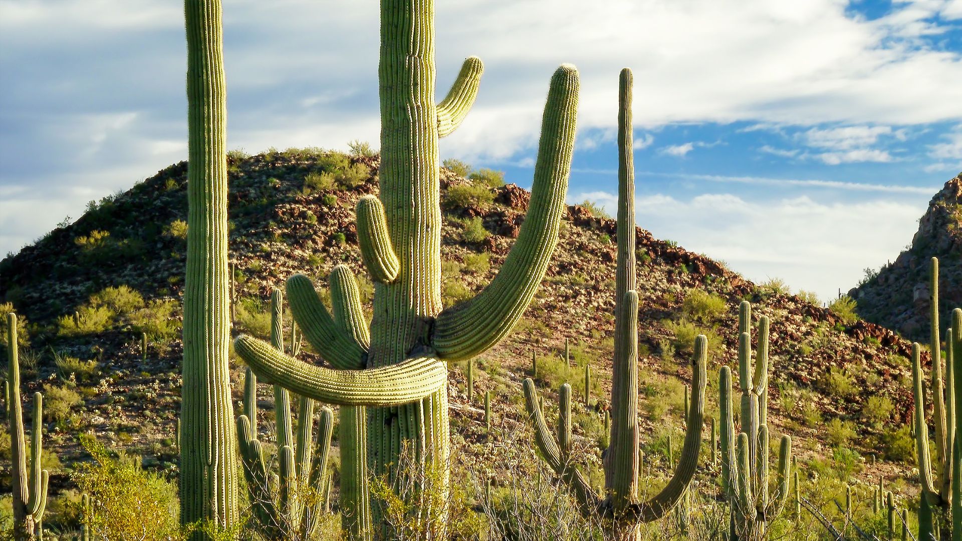 A desert landscape featuring several tall, multi-armed saguaro cacti under a partly cloudy sky, with rolling hills covered in sparse vegetation in the background.