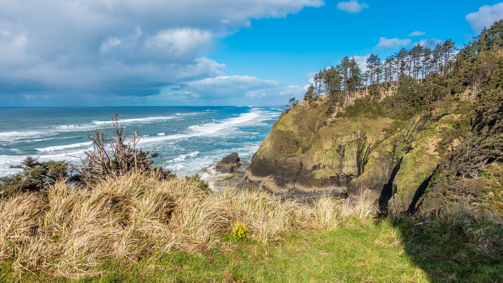A panoramic view of a rugged coastline at Cape Disappointment State Park, featuring a steep, tree-covered cliff on the right, crashing ocean waves on the left, and a foreground of dry, golden grasses under a partly cloudy blue sky.