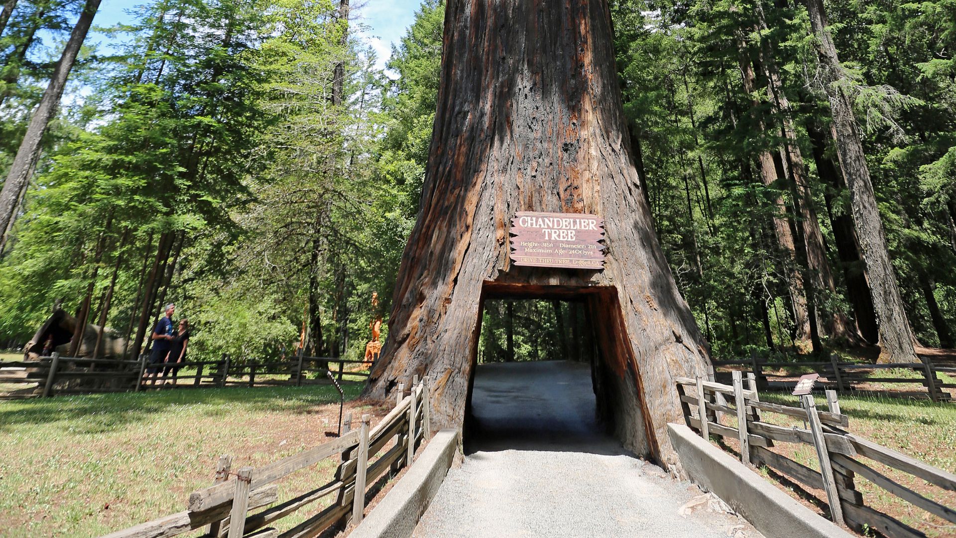 A large, ancient redwood tree with a tunnel cut through its base, allowing a paved path for vehicles or pedestrians to pass through, surrounded by a forest setting with a wooden fence alongside the path.