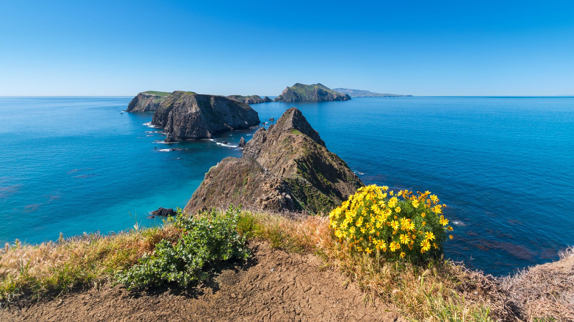 A panoramic view of a rugged coastline with a foreground of dry grassy hills and a vibrant yellow flowering bush, leading to dramatic sea cliffs and several rocky islets extending into a calm, turquoise ocean under a clear blue sky.