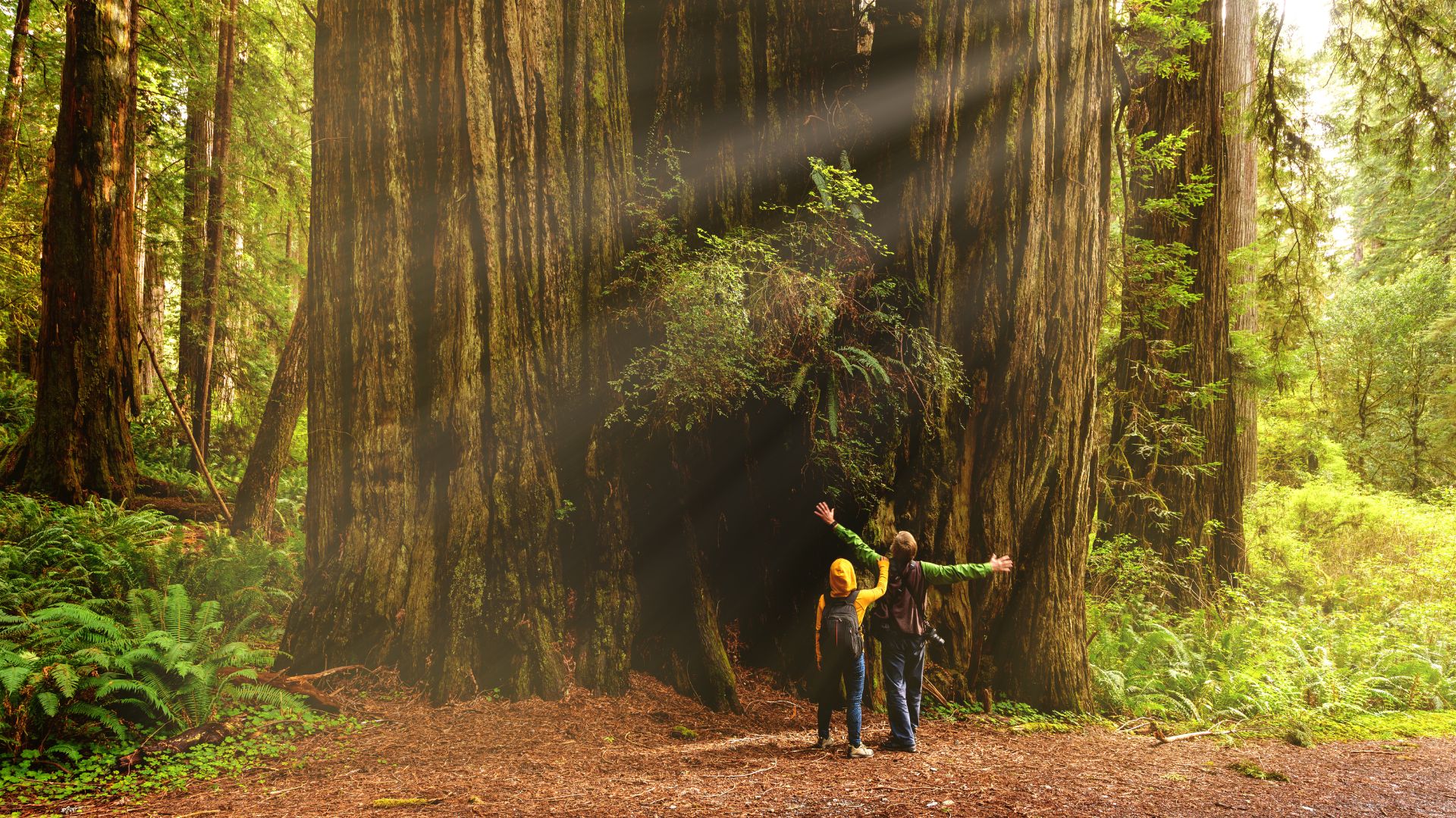 Two individuals stand in awe at the base of a massive, ancient redwood tree with a hollowed-out section, illuminated by a sunbeam in a dense forest.
