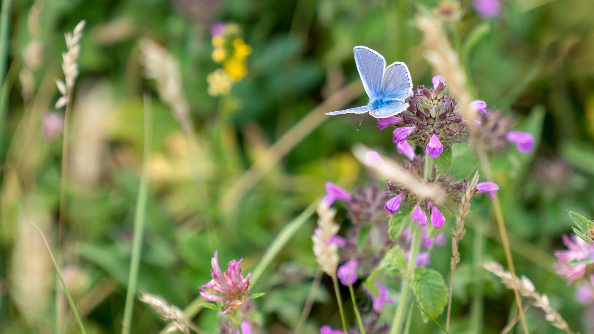 A small, vibrant blue Common Blue butterfly with delicate wings rests on a cluster of purple wildflowers in a grassy meadow.