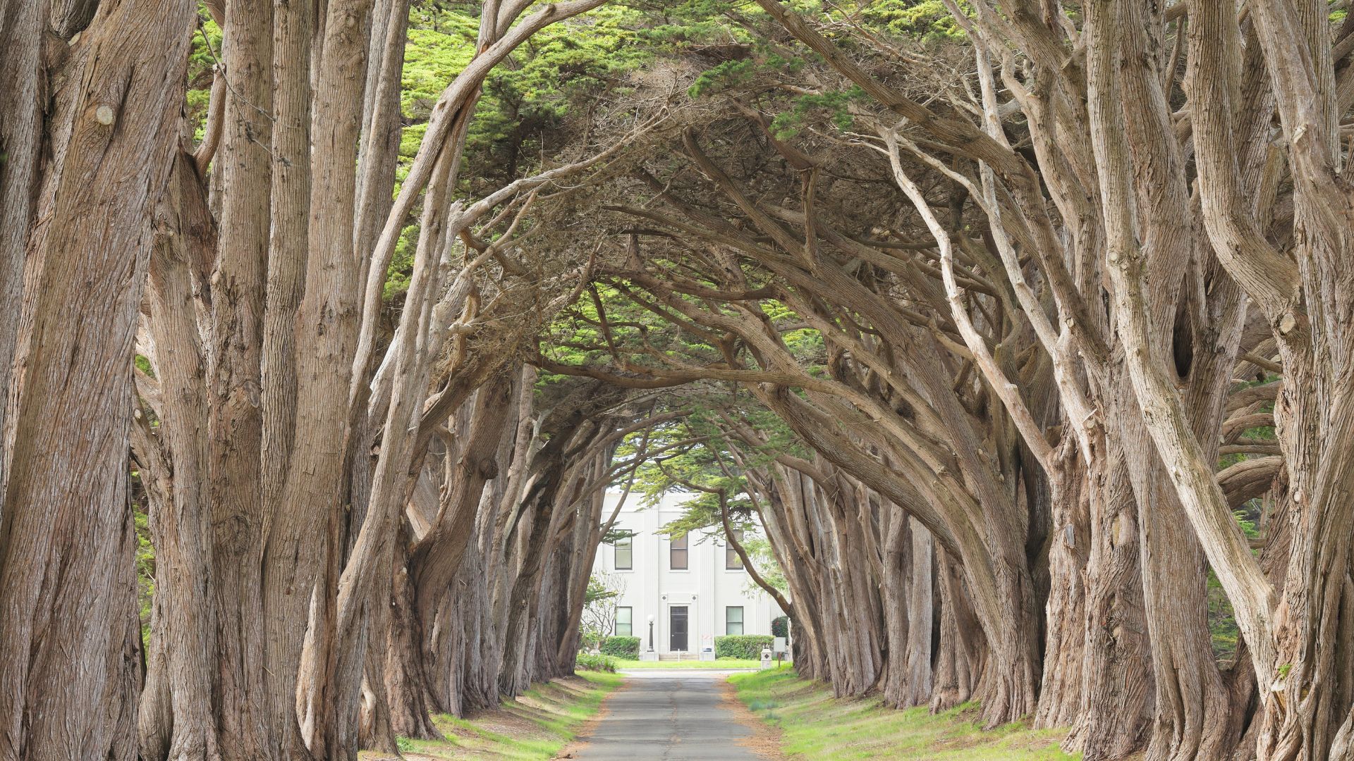 A straight road or path leads through a dramatic tunnel formed by tall, arching Monterey cypress trees, with a white building visible in the distance at the end of the tunnel.
