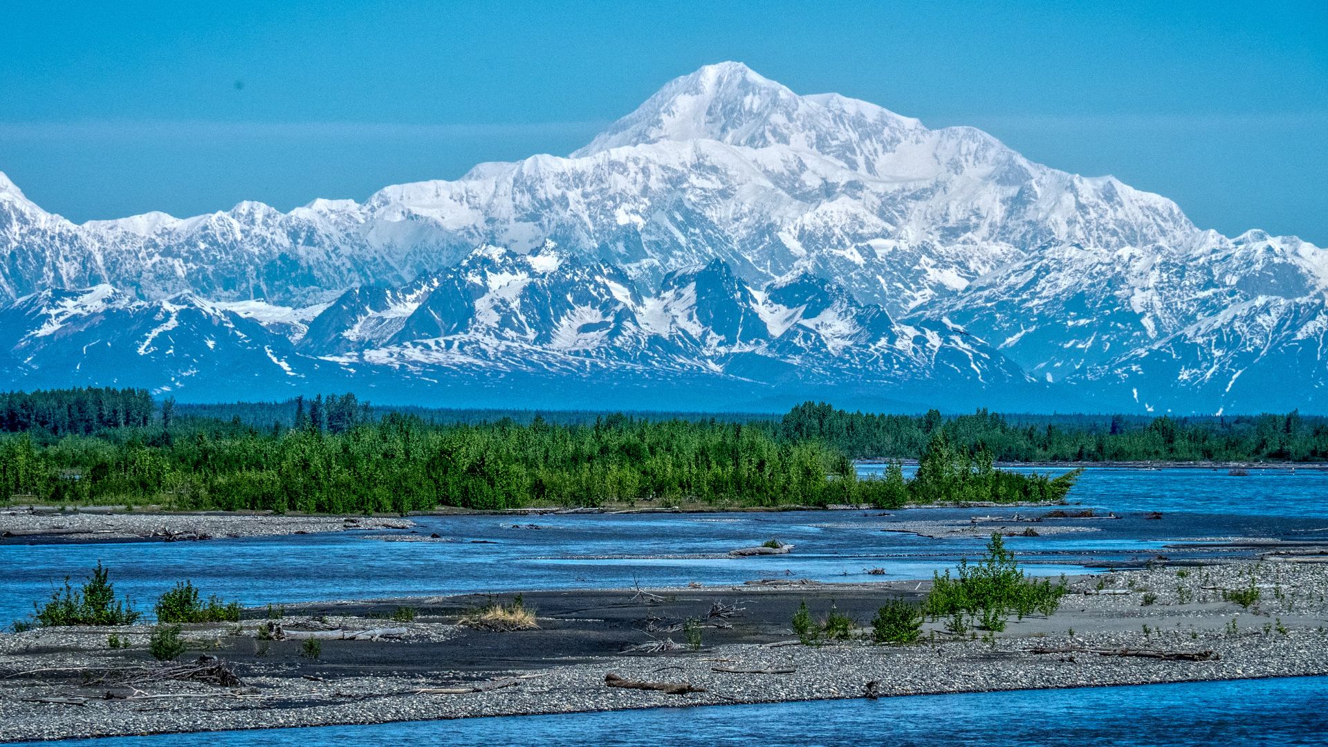 A wide shot of the snow-capped Denali mountain rising majestically above a forested plain and a wide, braided river with gravel banks in the foreground under a clear blue sky.