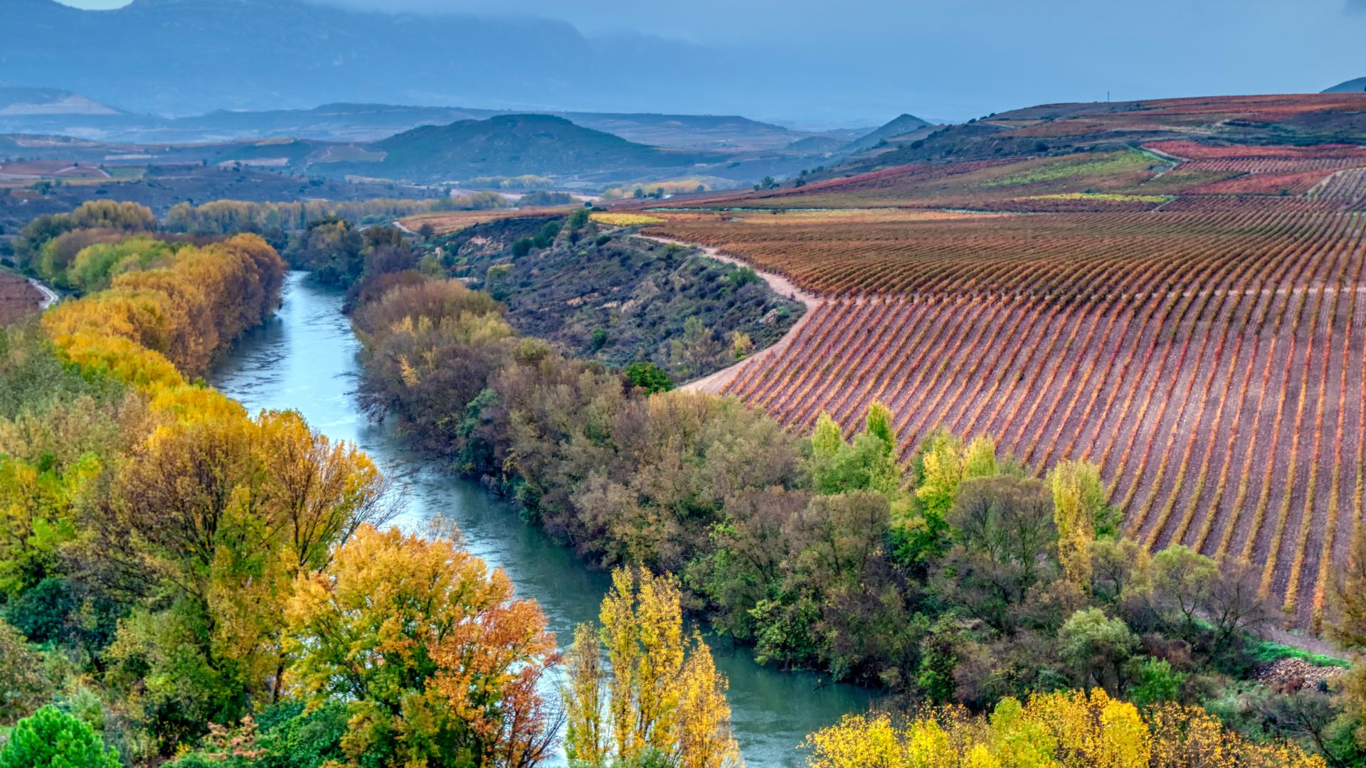 A vibrant landscape featuring the Ebro River winding through a valley, flanked by lush green and autumnal trees on one side and expansive vineyards with neatly arranged rows on the other, all under a cloudy sky. 