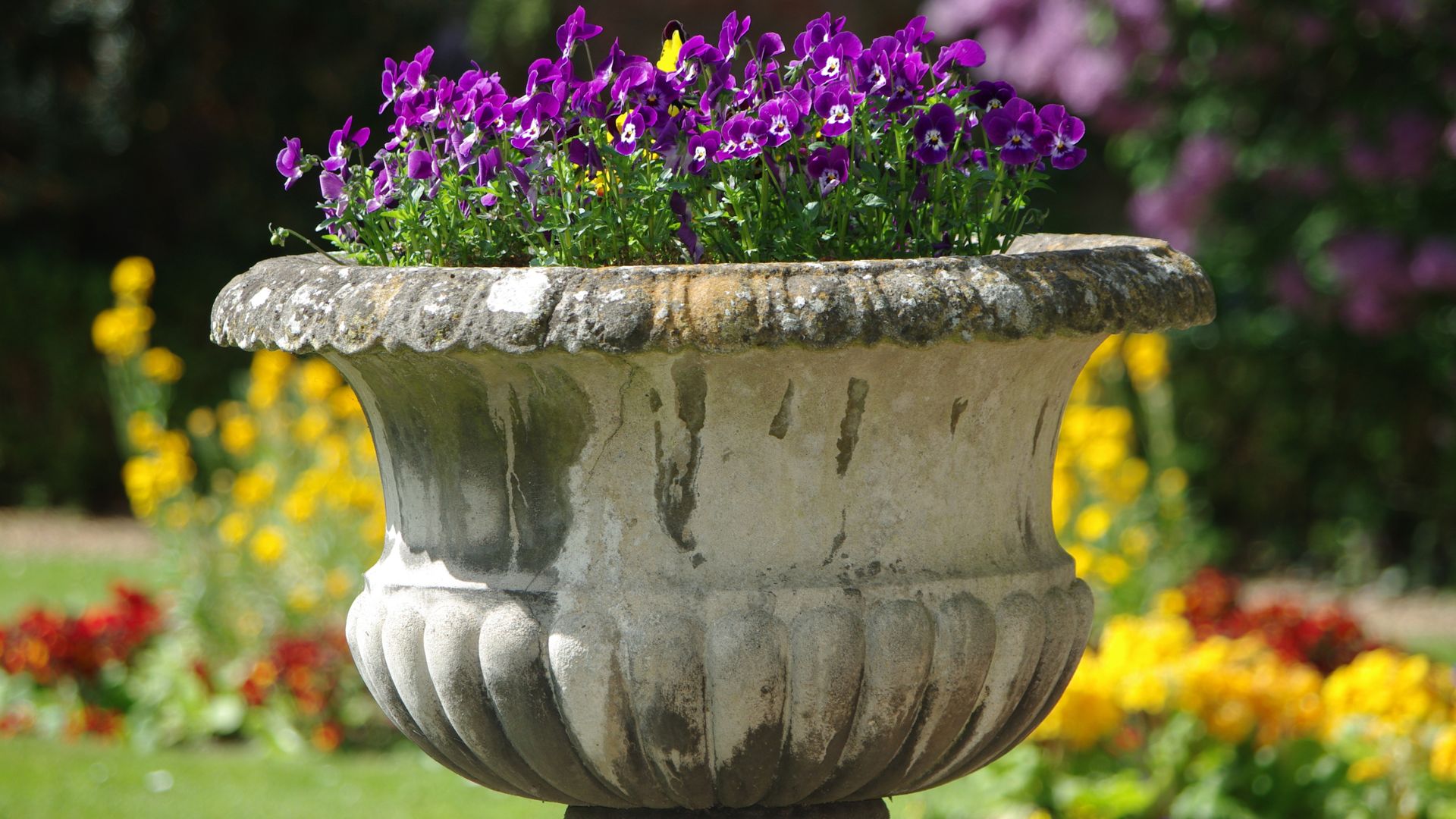 A weathered stone urn overflowing with vibrant purple pansies sits prominently in a lush garden, with soft-focus green and yellow foliage in the background.