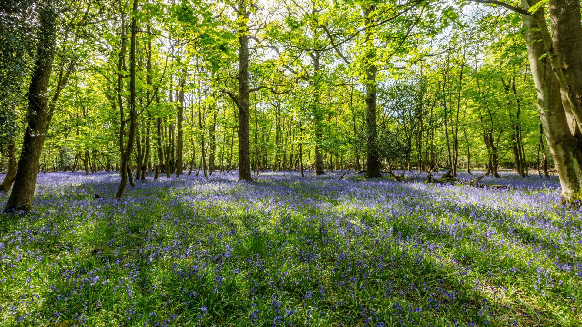 A sun-dappled woodland floor covered in a dense carpet of purple bluebell flowers, with tall green trees rising into the bright sky.