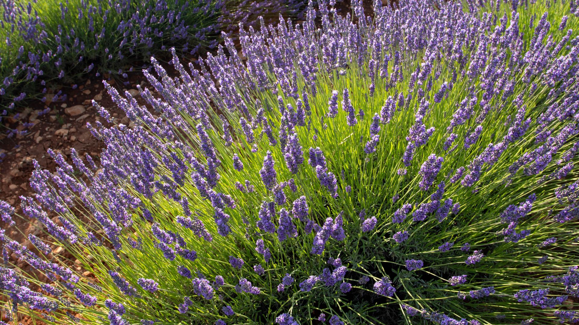 A close-up, elevated view of a vibrant field of blooming English lavender, showcasing dense clusters of slender, purple flower spikes amidst green foliage, bathed in bright sunlight.