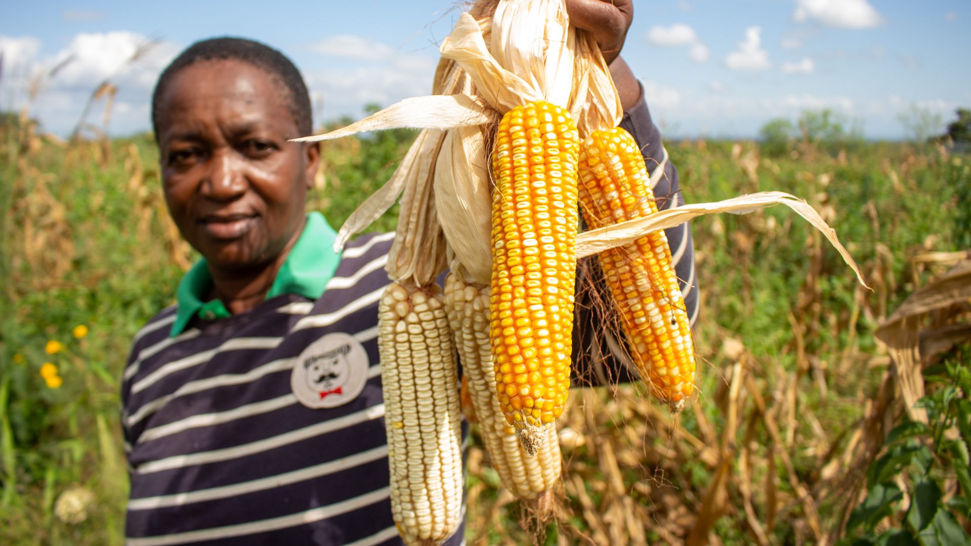 A person in a striped shirt holds up several ears of corn, some yellow and some white, in a field under a clear sky.